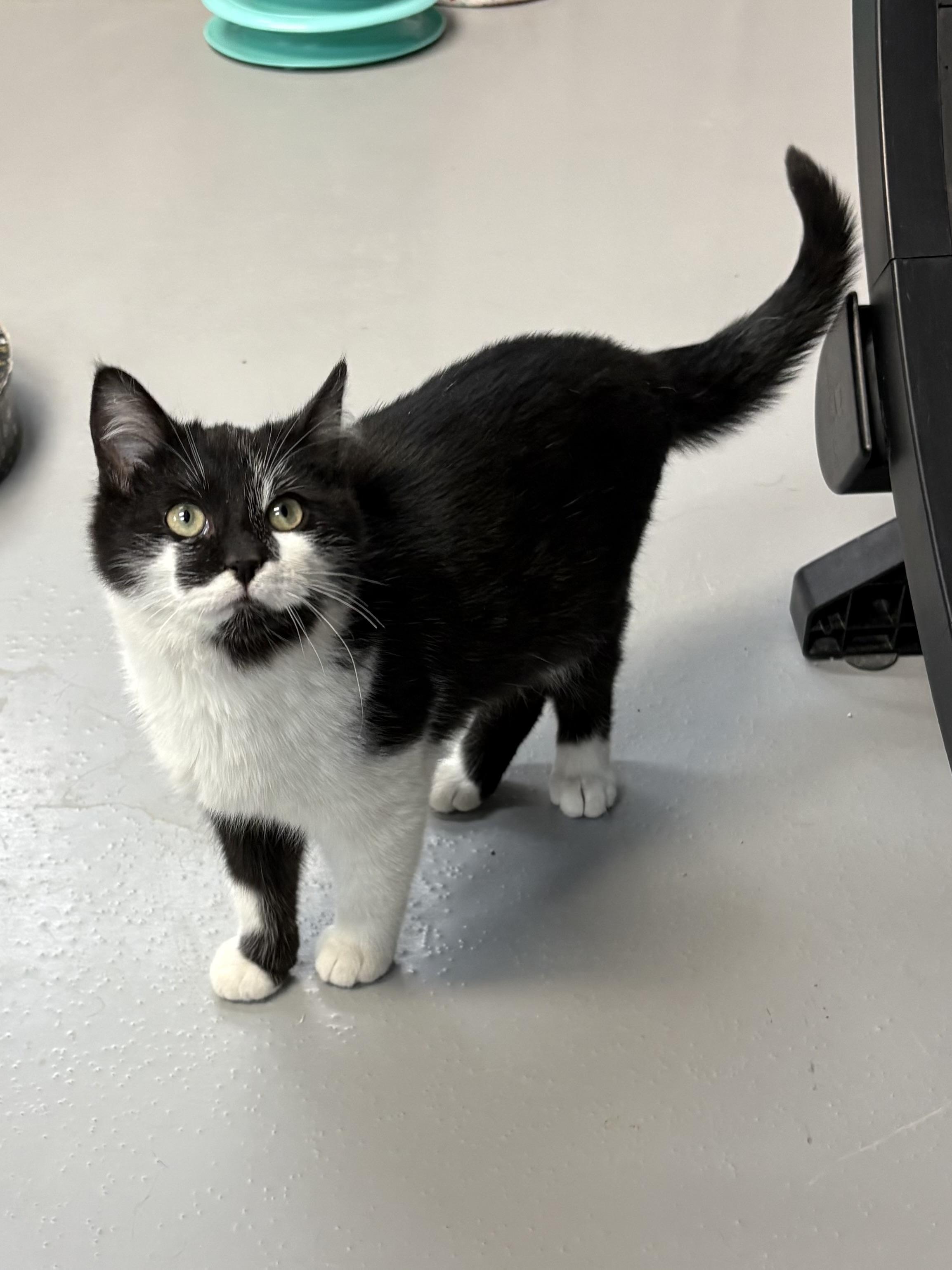 Enlarge Jake, an adopted American Shorthair in Big Rapids, MI image 3/3