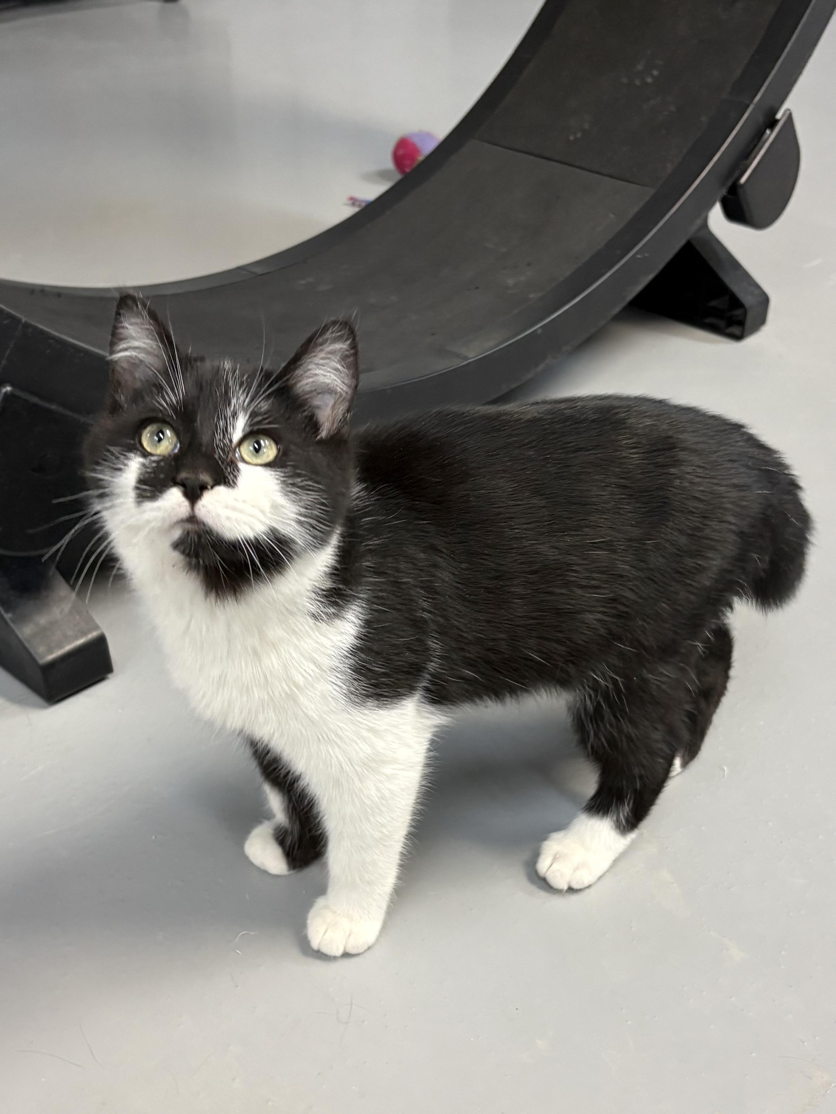 Enlarge Jake, an adopted American Shorthair in Big Rapids, MI image 2/3