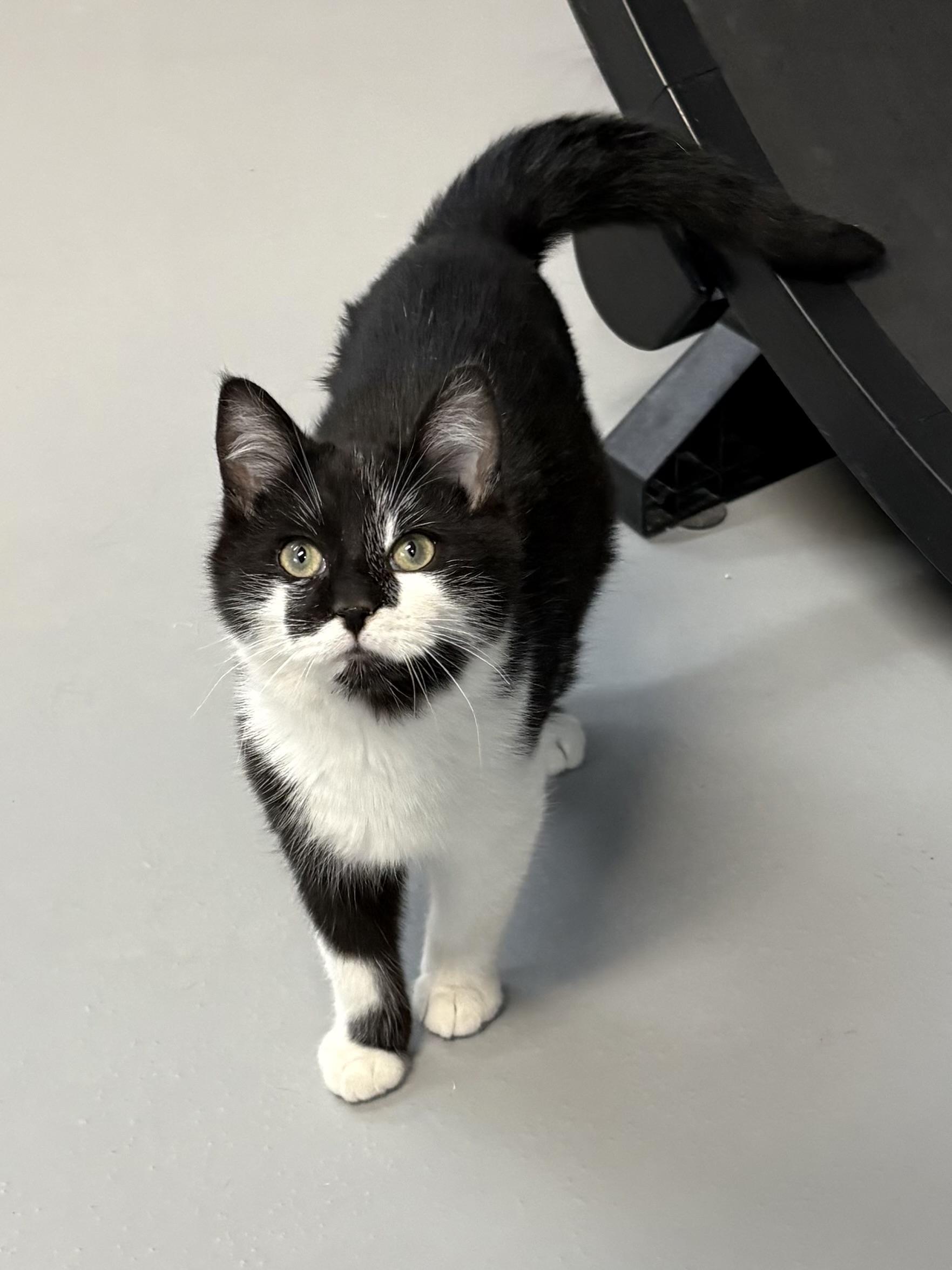 Jake, adopted, Young Male American Shorthair.