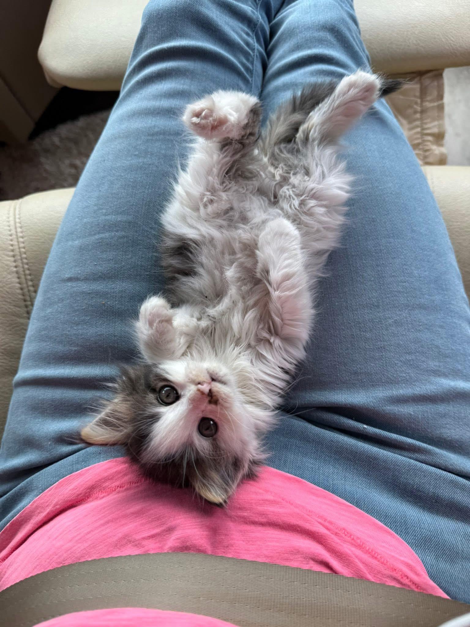 Virginia, an adopted Domestic Long Hair in Blanch, NC image 3/6