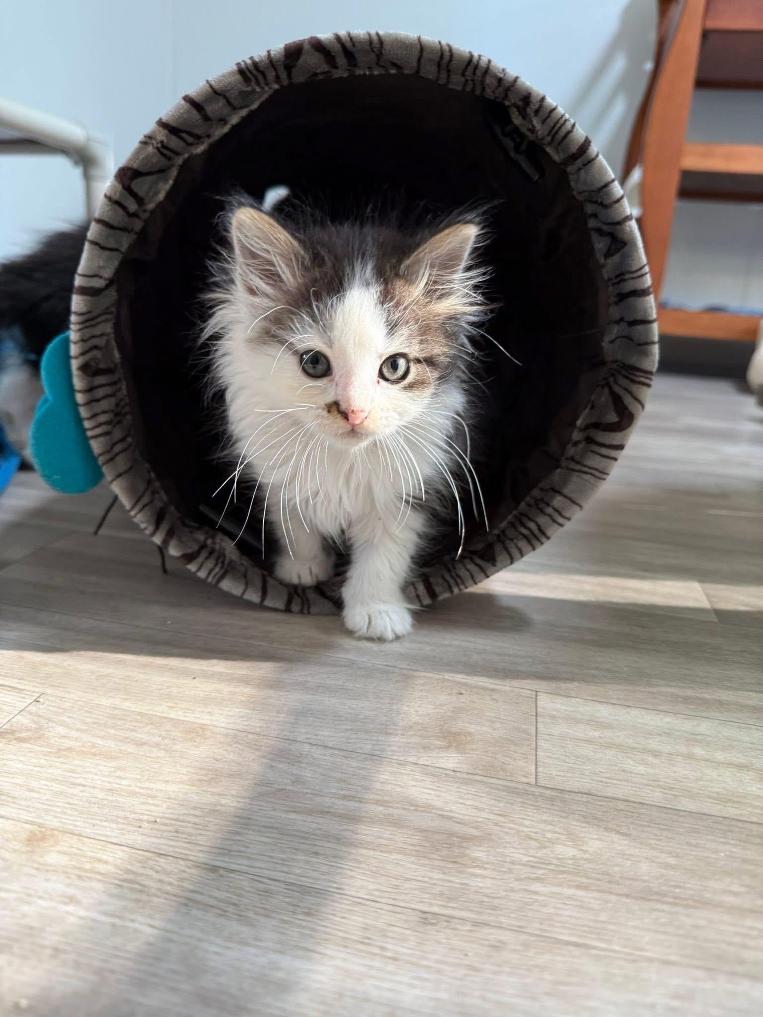 Virginia, an adopted Domestic Long Hair in Blanch, NC image 6/6