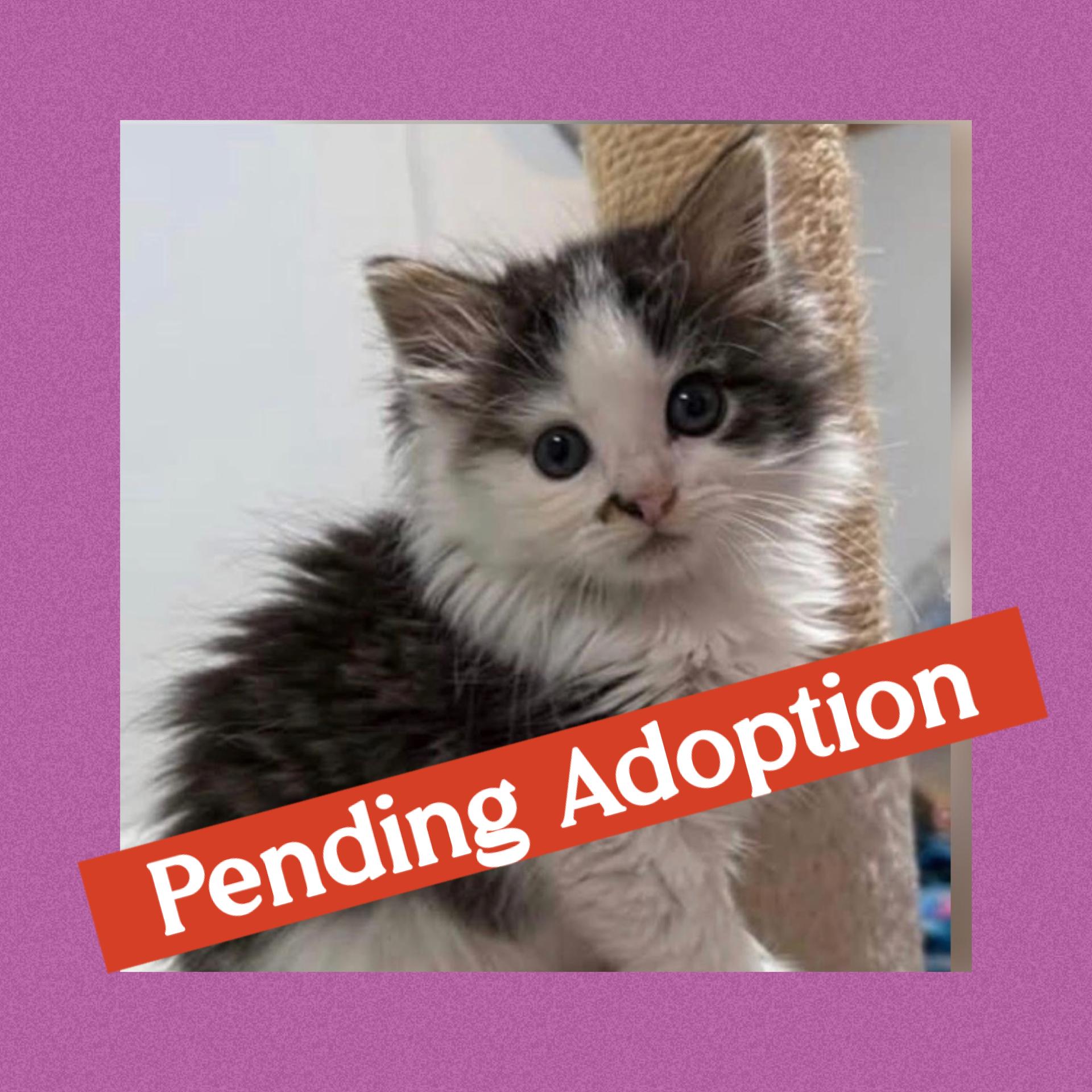 Virginia, an adopted Domestic Long Hair in Blanch, NC image 1/6