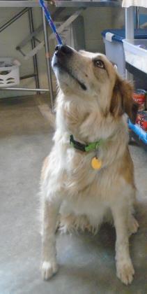 Chance — thumbnail 2