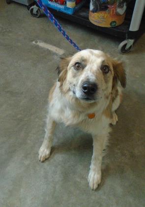 Chance — thumbnail 4