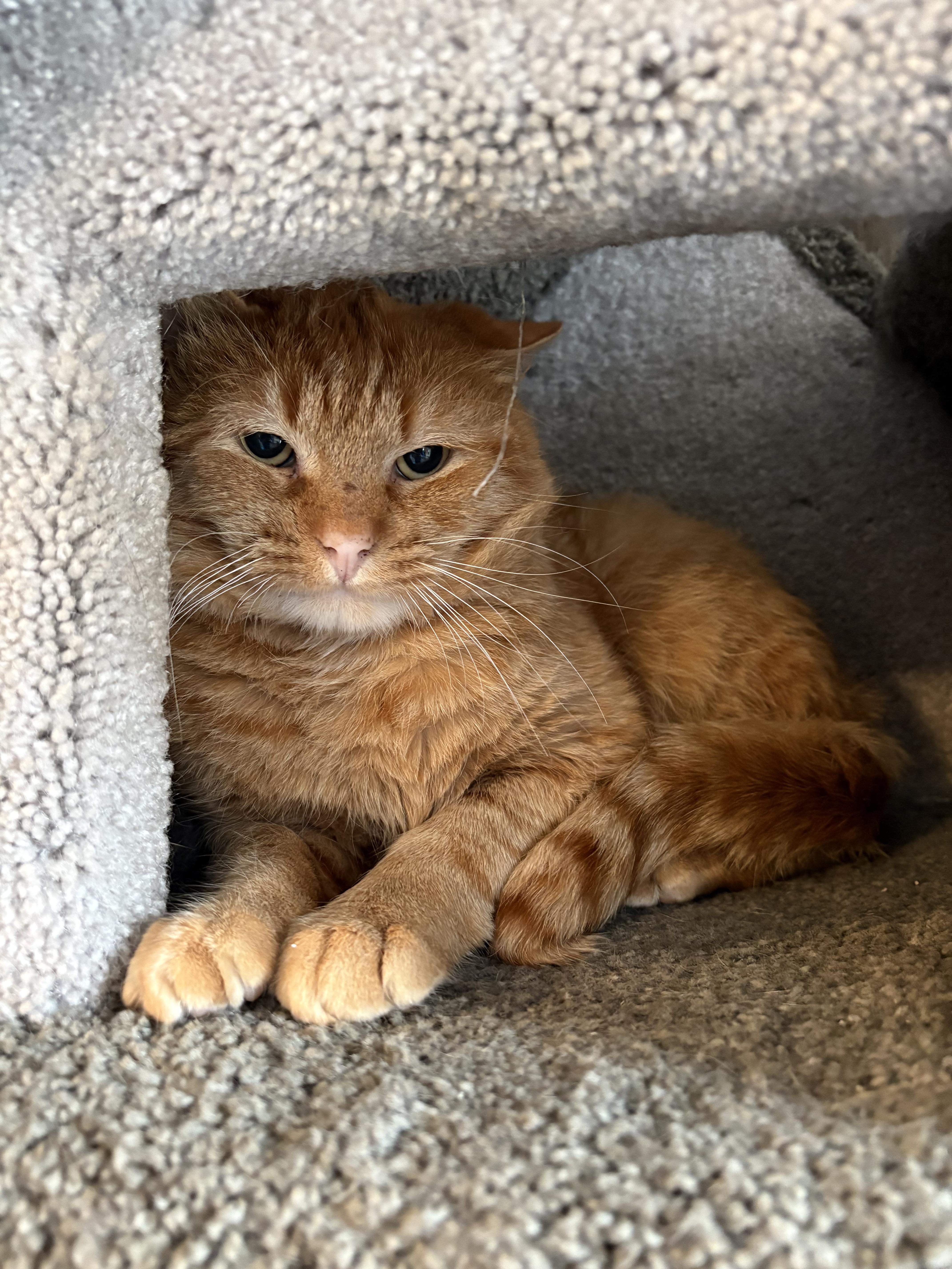 Enlarge WEASLEY, a ADOPTABLE Domestic Short Hair in Sequim, WA image 3/4