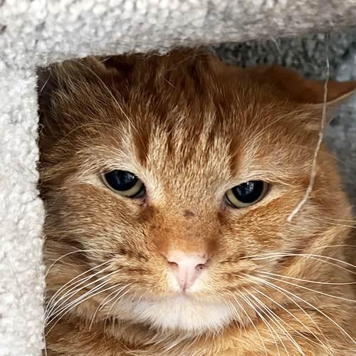 Enlarge WEASLEY, a ADOPTABLE Domestic Short Hair in Sequim, WA image 1/4