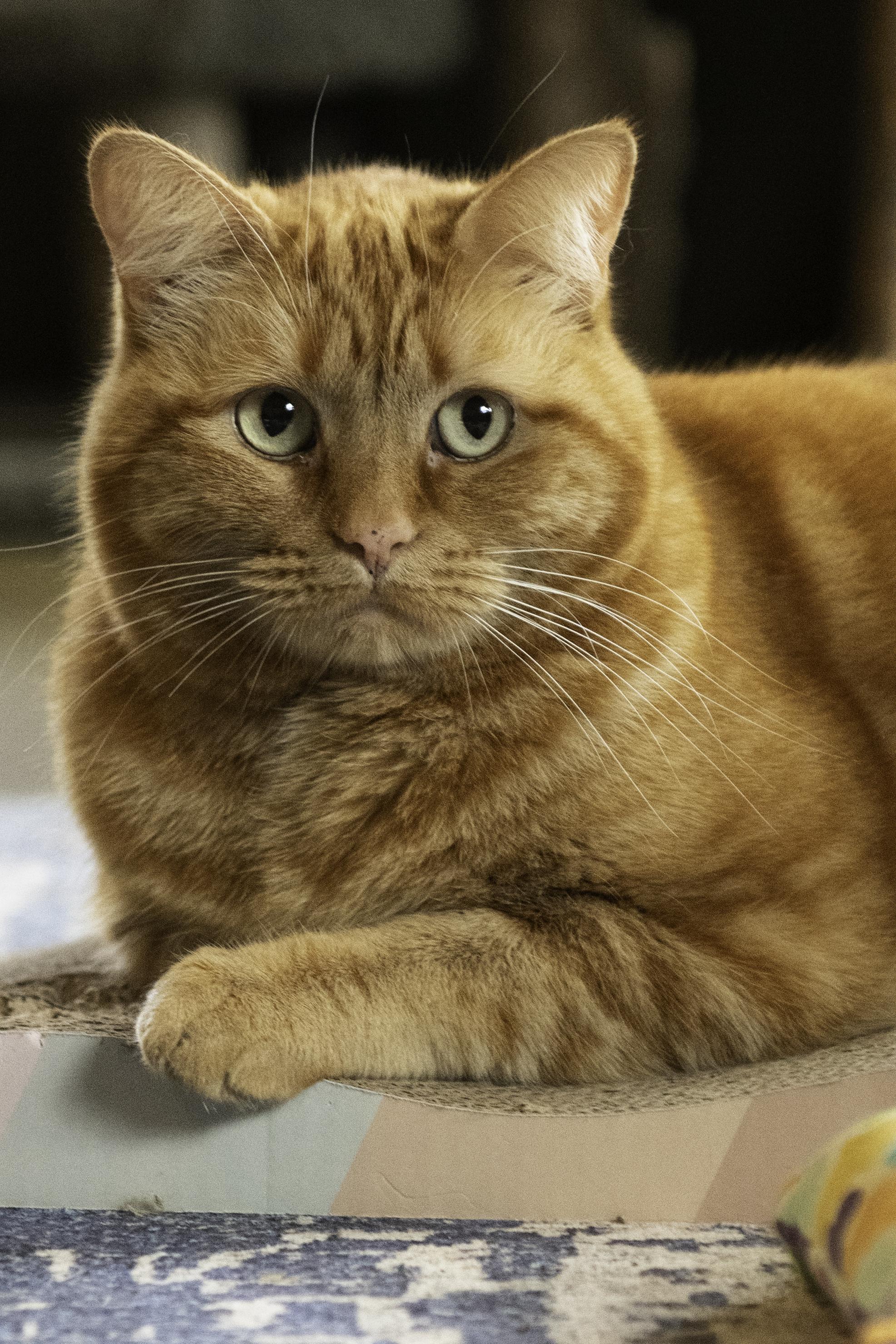 Enlarge WEASLEY, a ADOPTABLE Domestic Short Hair in Sequim, WA image 4/4