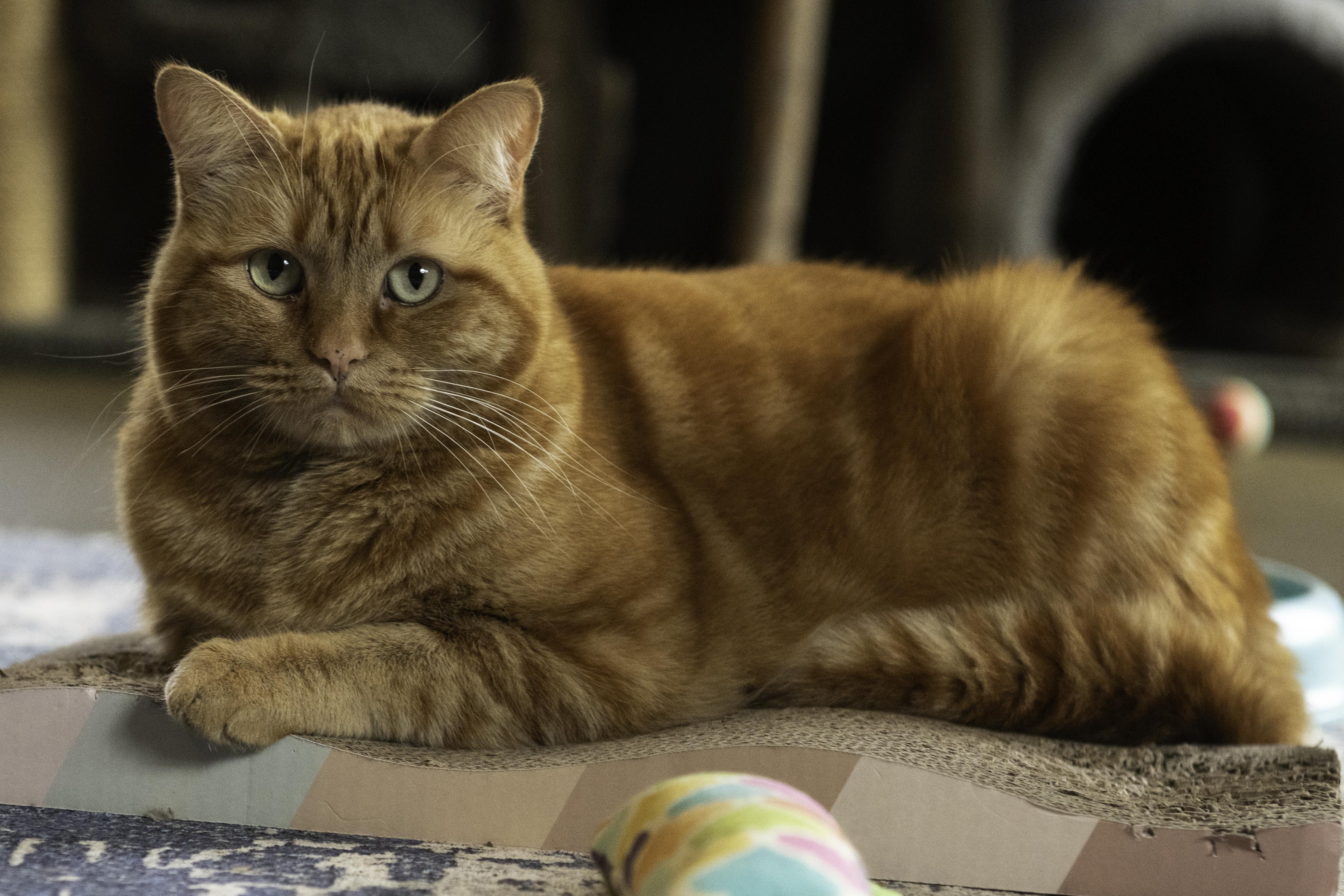 Enlarge WEASLEY, a ADOPTABLE Domestic Short Hair in Sequim, WA image 2/4