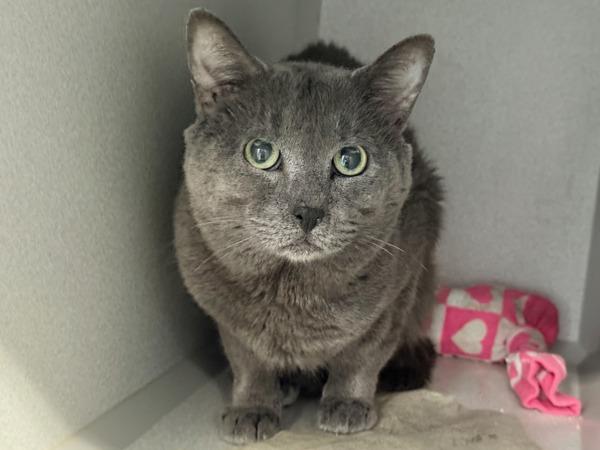 Blaze — thumbnail 2