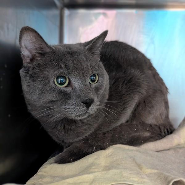 Blaze — thumbnail 3