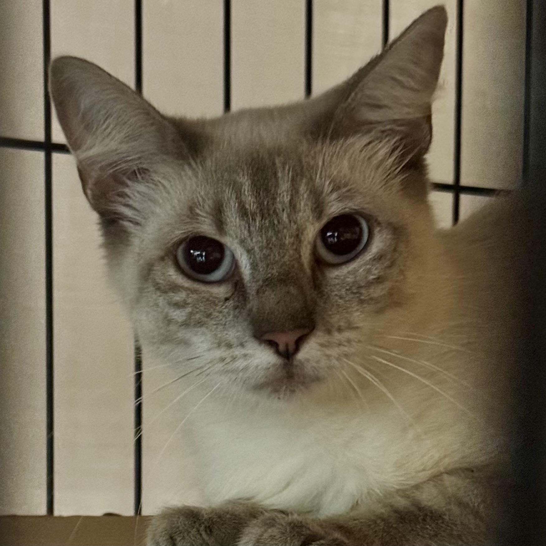 Enlarge Jasmine - Foster Needed, a ADOPTABLE Siamese in Houston, TX image 1/5