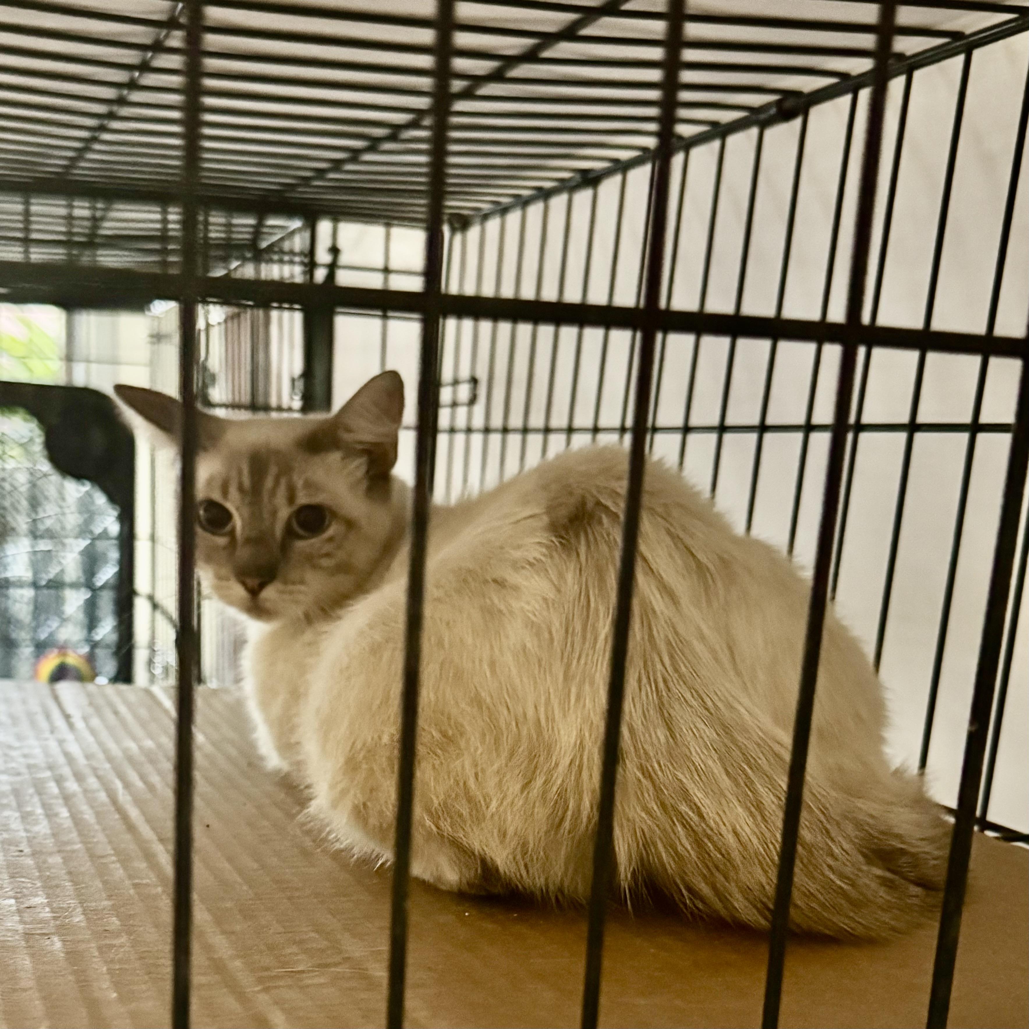 Enlarge Jasmine - Foster Needed, a ADOPTABLE Siamese in Houston, TX image 5/5