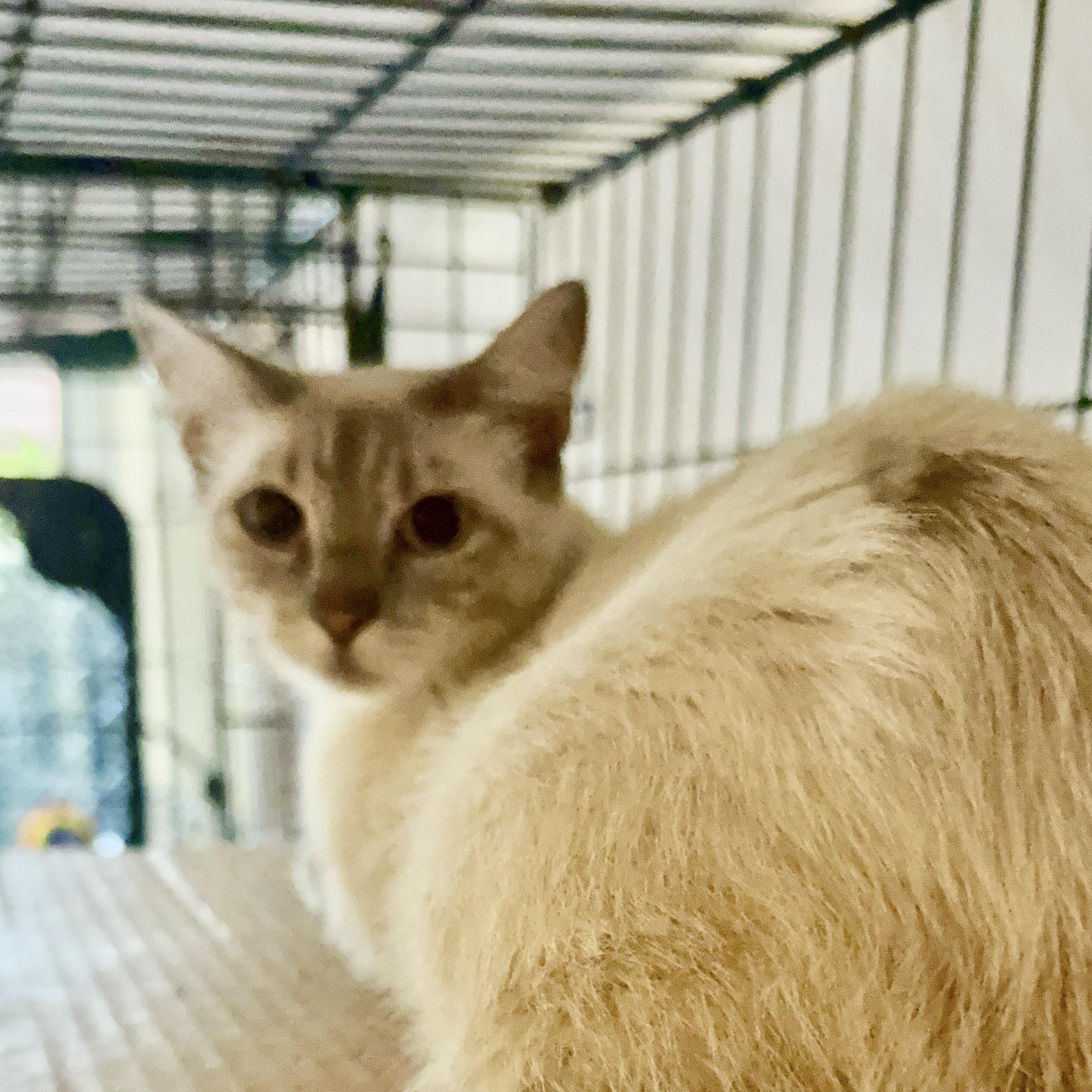 Enlarge Jasmine - Foster Needed, a ADOPTABLE Siamese in Houston, TX image 2/5