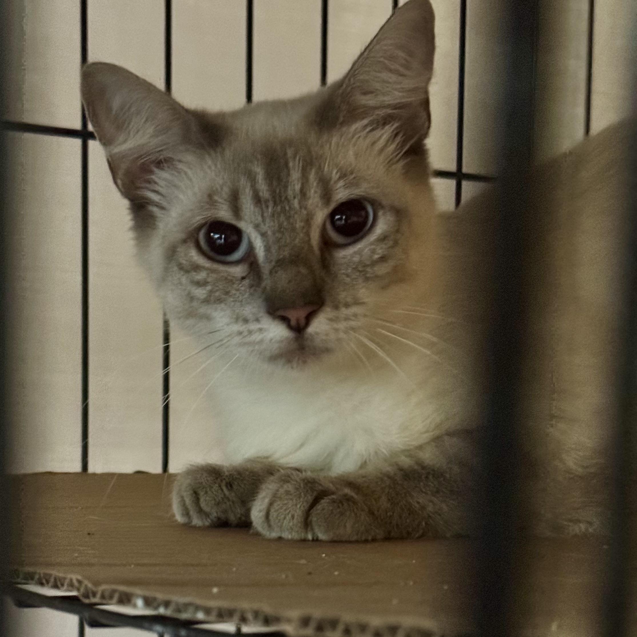 Enlarge Jasmine - Foster Needed, a ADOPTABLE Siamese in Houston, TX image 3/5