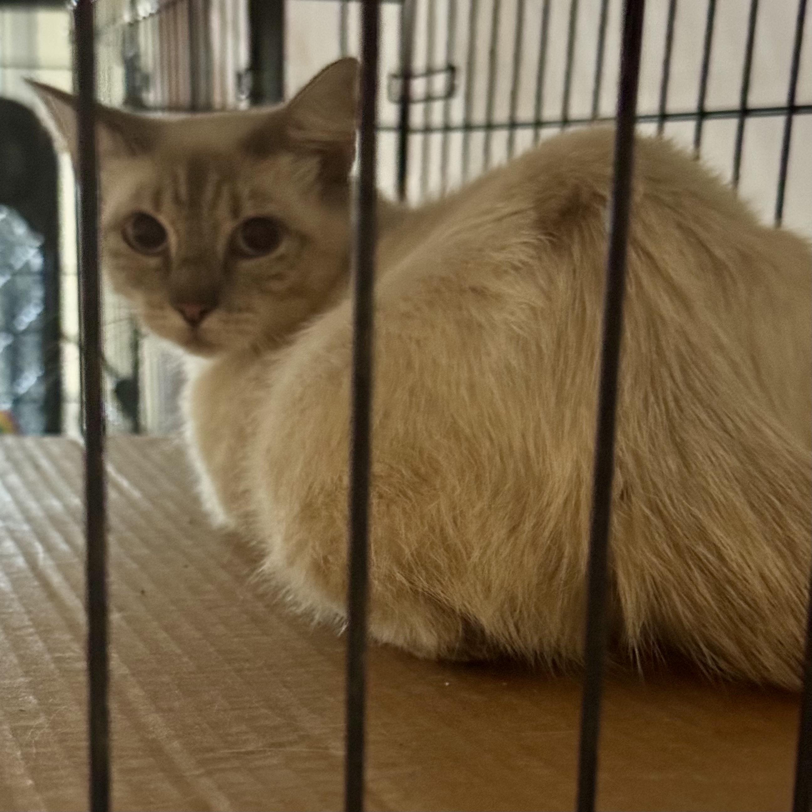 Enlarge Jasmine - Foster Needed, a ADOPTABLE Siamese in Houston, TX image 4/5