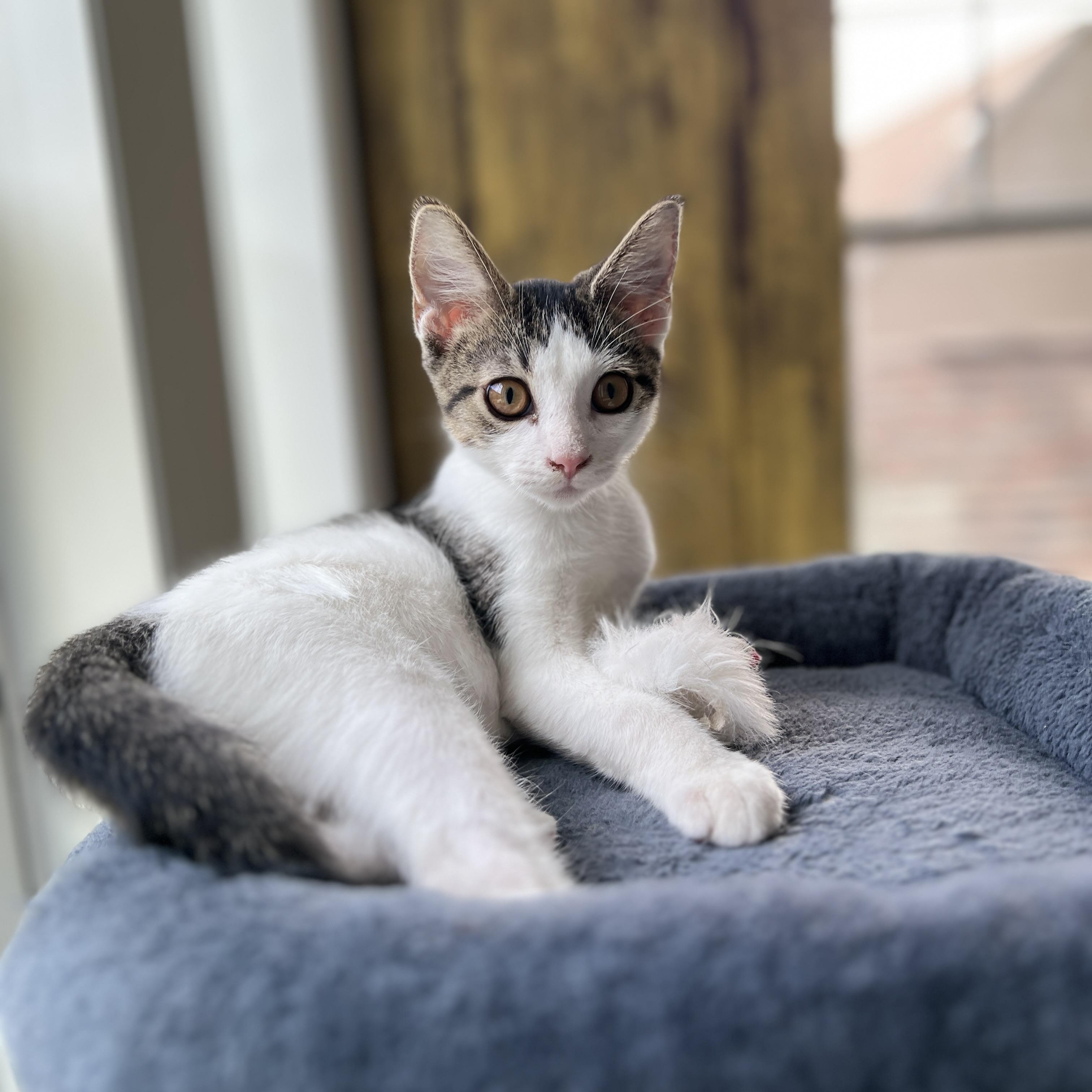 Enlarge Bridger, a Adoptable Domestic Short Hair in New Bern, NC image 4/5