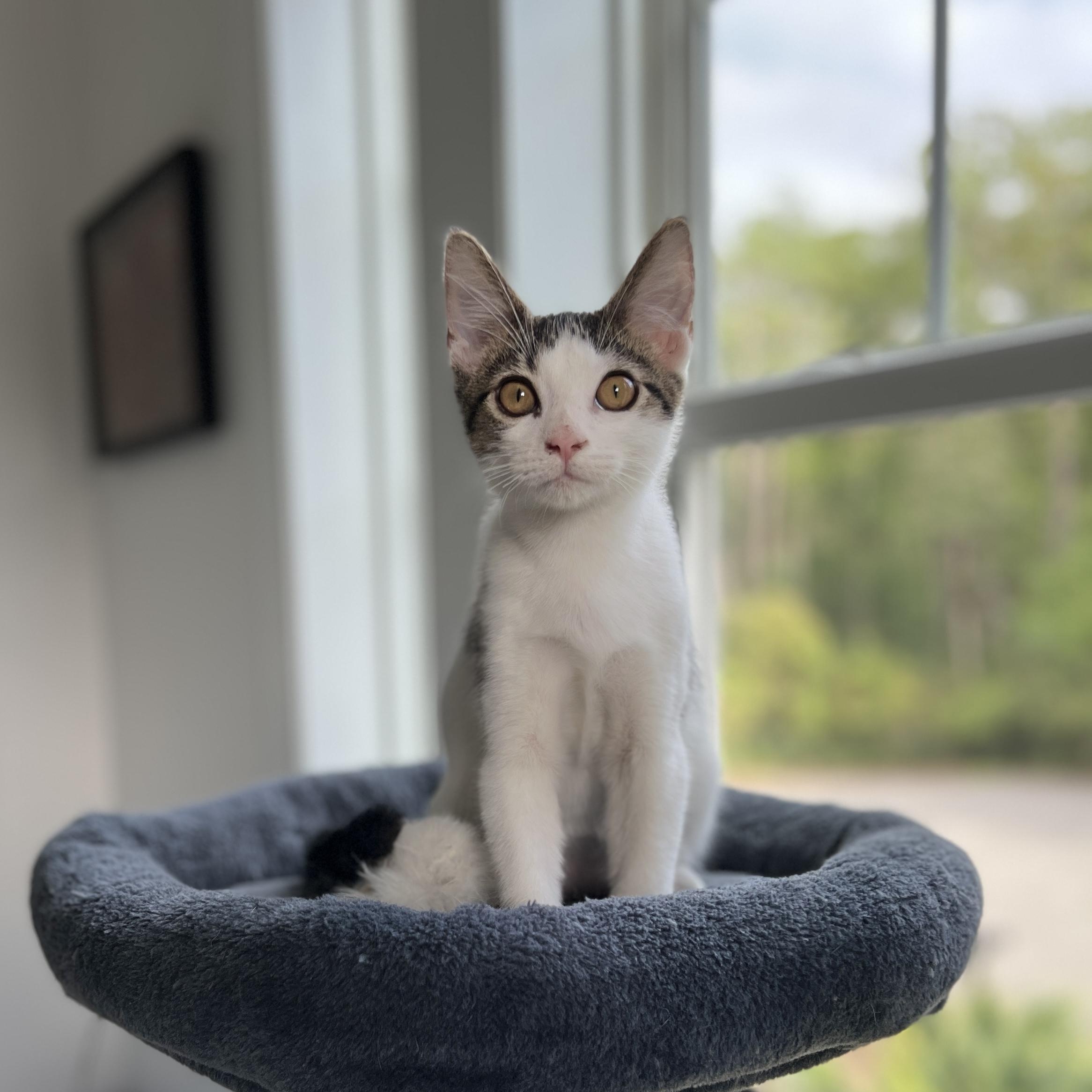 Enlarge Bridger, a Adoptable Domestic Short Hair in New Bern, NC image 3/5