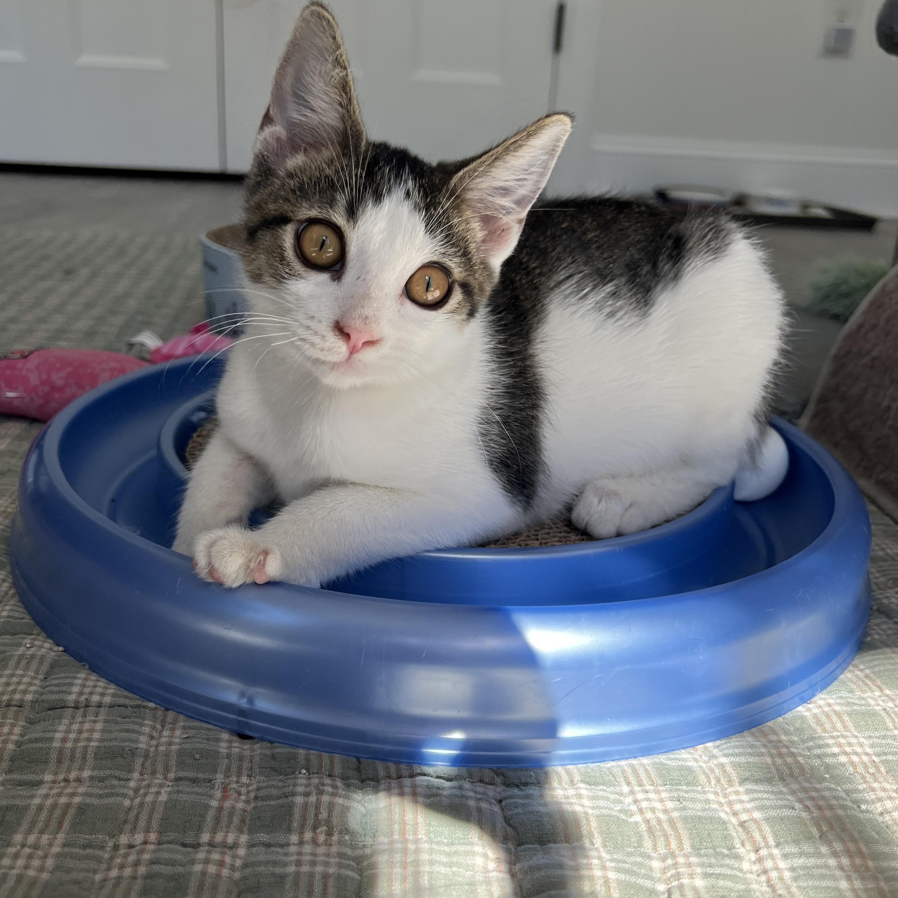 Enlarge Bridger, a Adoptable Domestic Short Hair in New Bern, NC image 2/5
