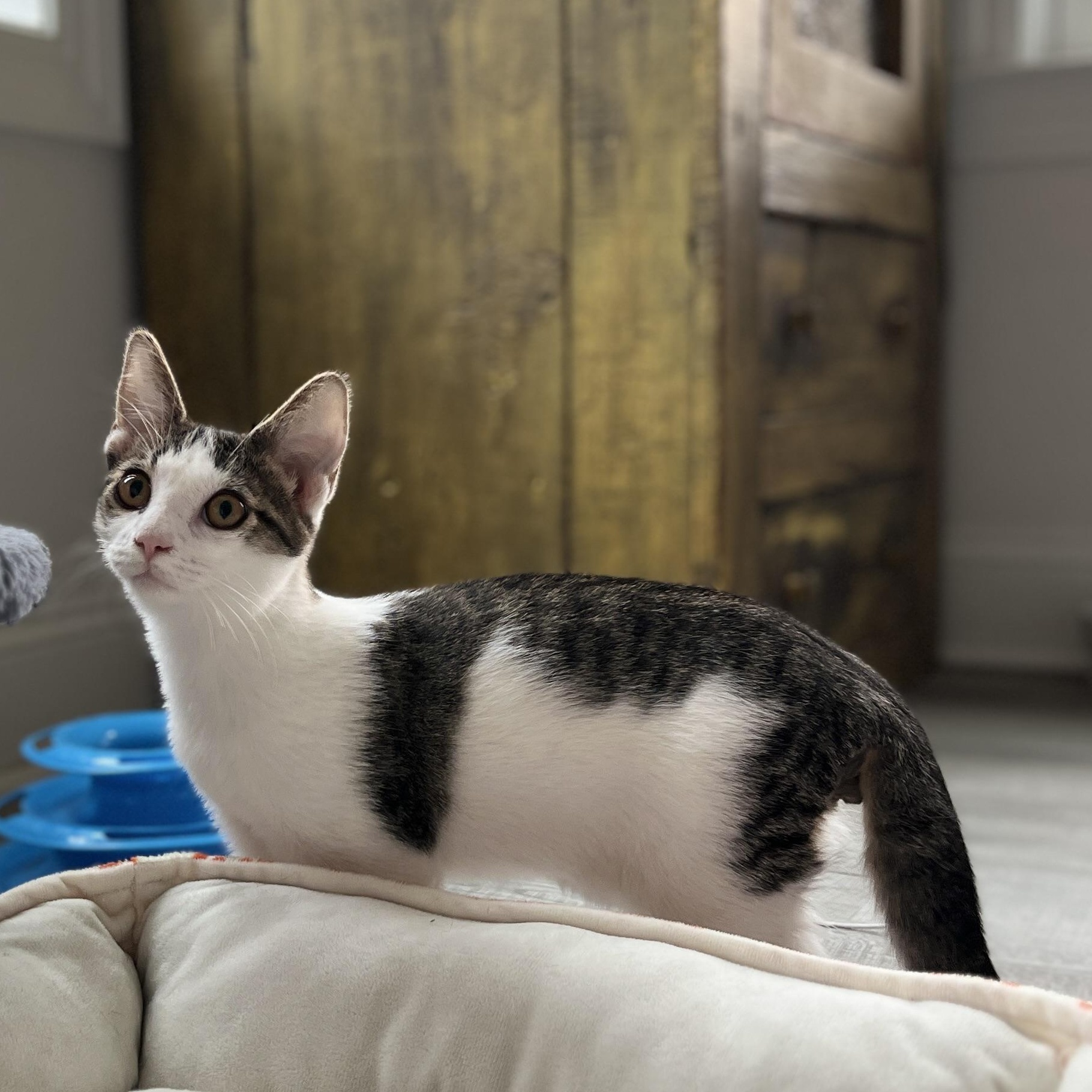 Bridger, Adoptable, Kitten Male Domestic Short Hair.