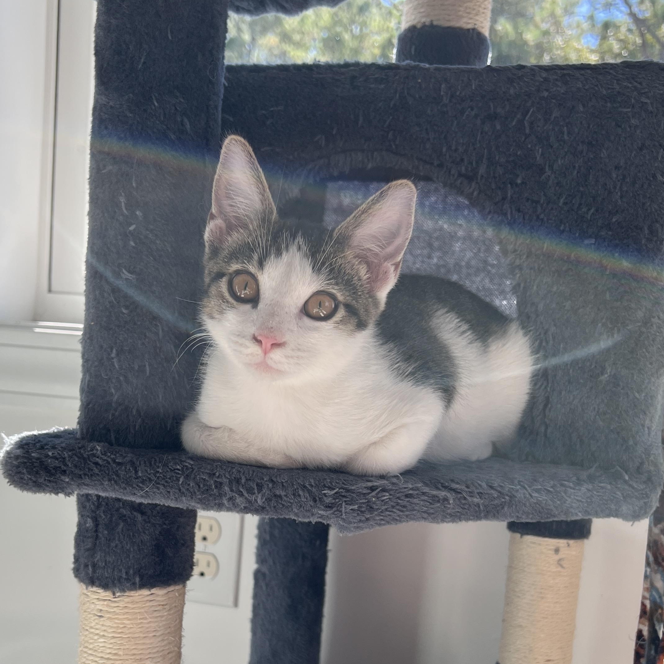 Enlarge Bridger, a Adoptable Domestic Short Hair in New Bern, NC image 5/5