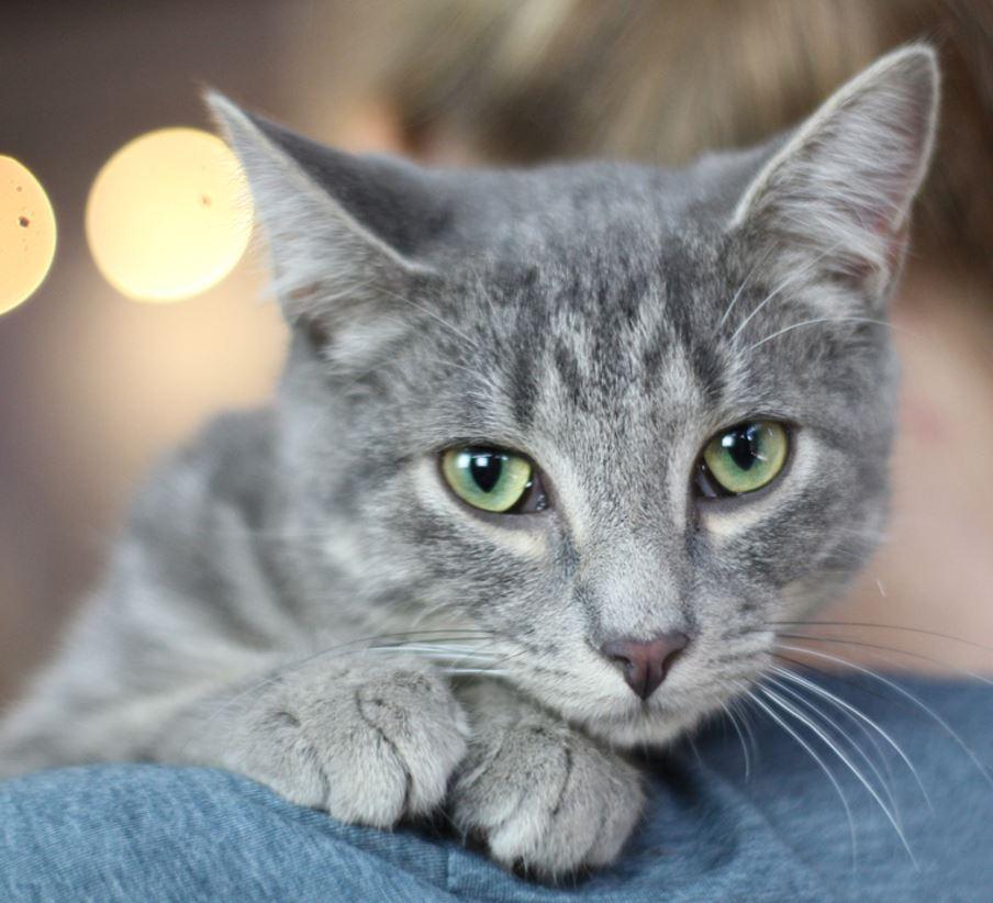 Wolfy, Adopted, Adult Male Domestic Short Hair.