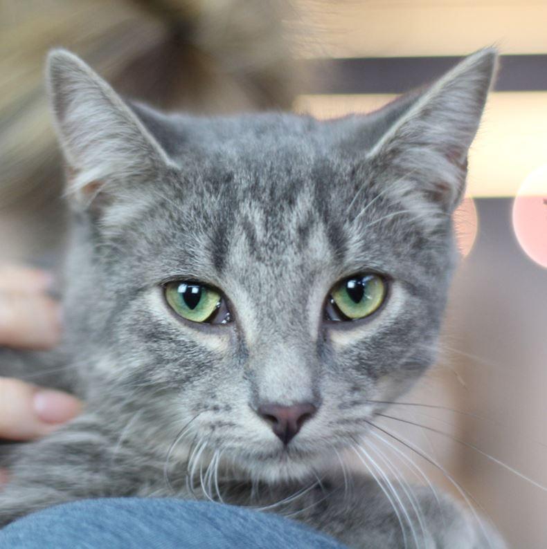 Wolfy, a Adopted Domestic Short Hair in Cary, NC image 2/2