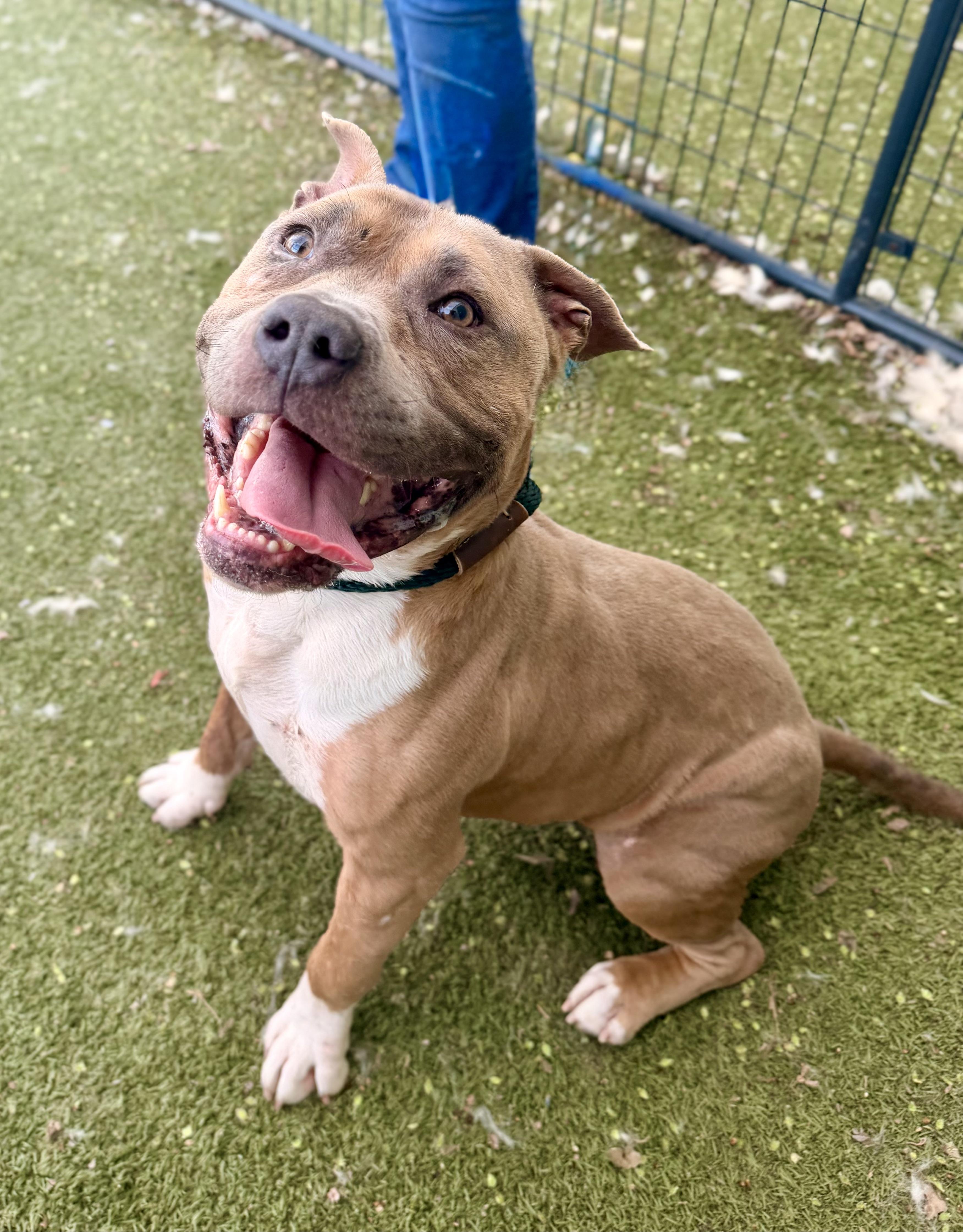 Enlarge Corbin, a ADOPTABLE Pit Bull Terrier in Saratoga Springs, NY image 4/4