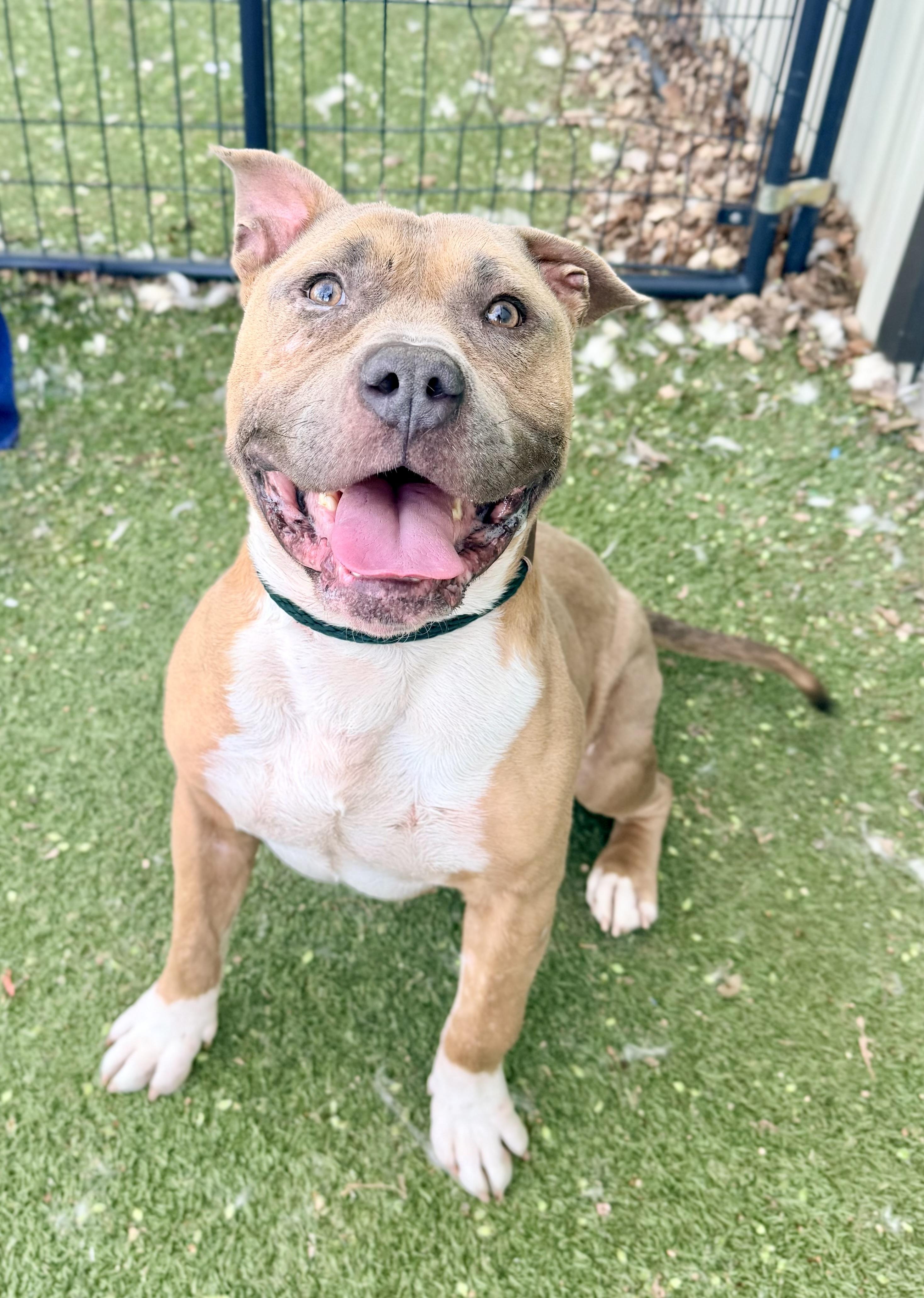 Enlarge Corbin, a ADOPTABLE Pit Bull Terrier in Saratoga Springs, NY image 2/4