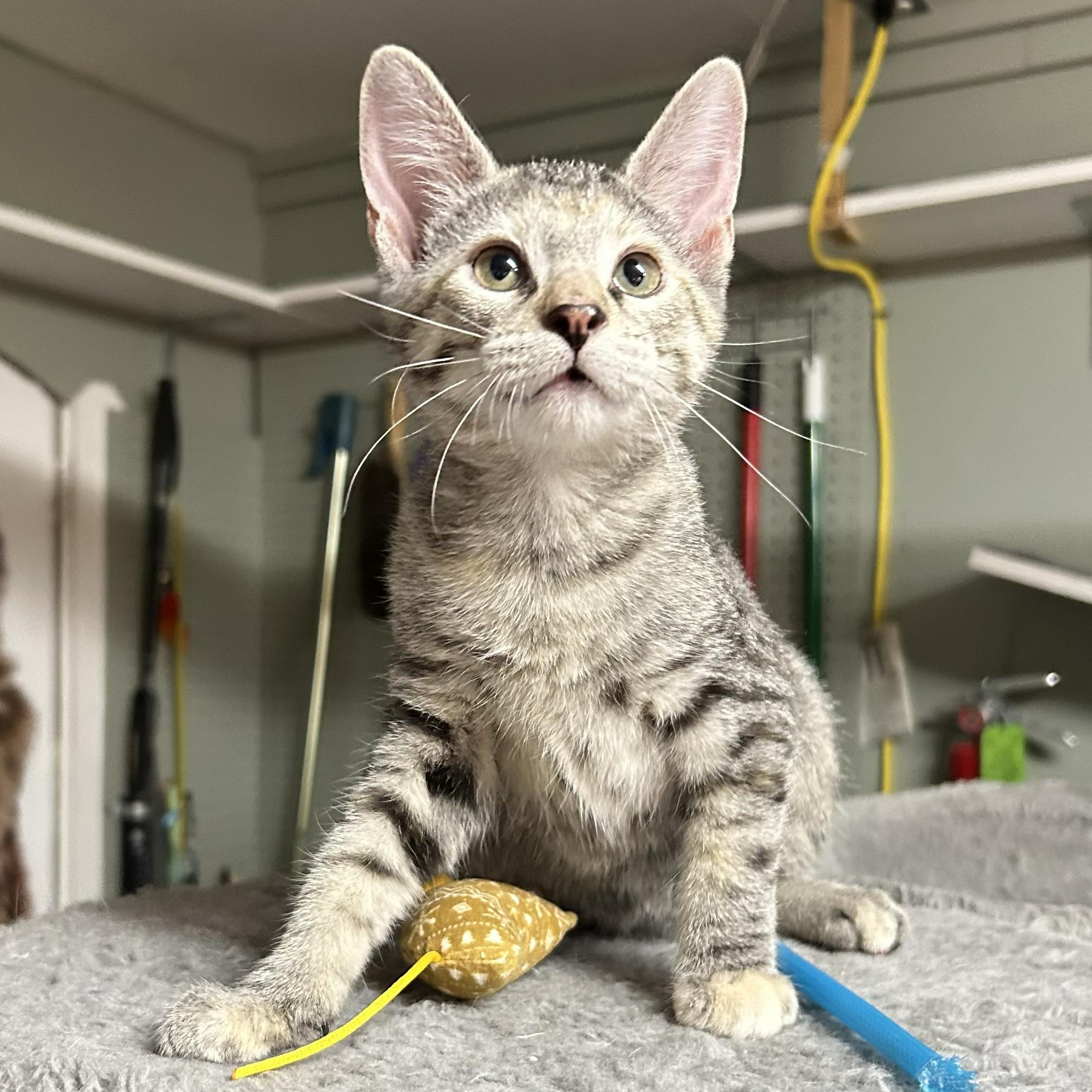 Sandy, an adopted Domestic Short Hair in Crestwood, MO image 1/6