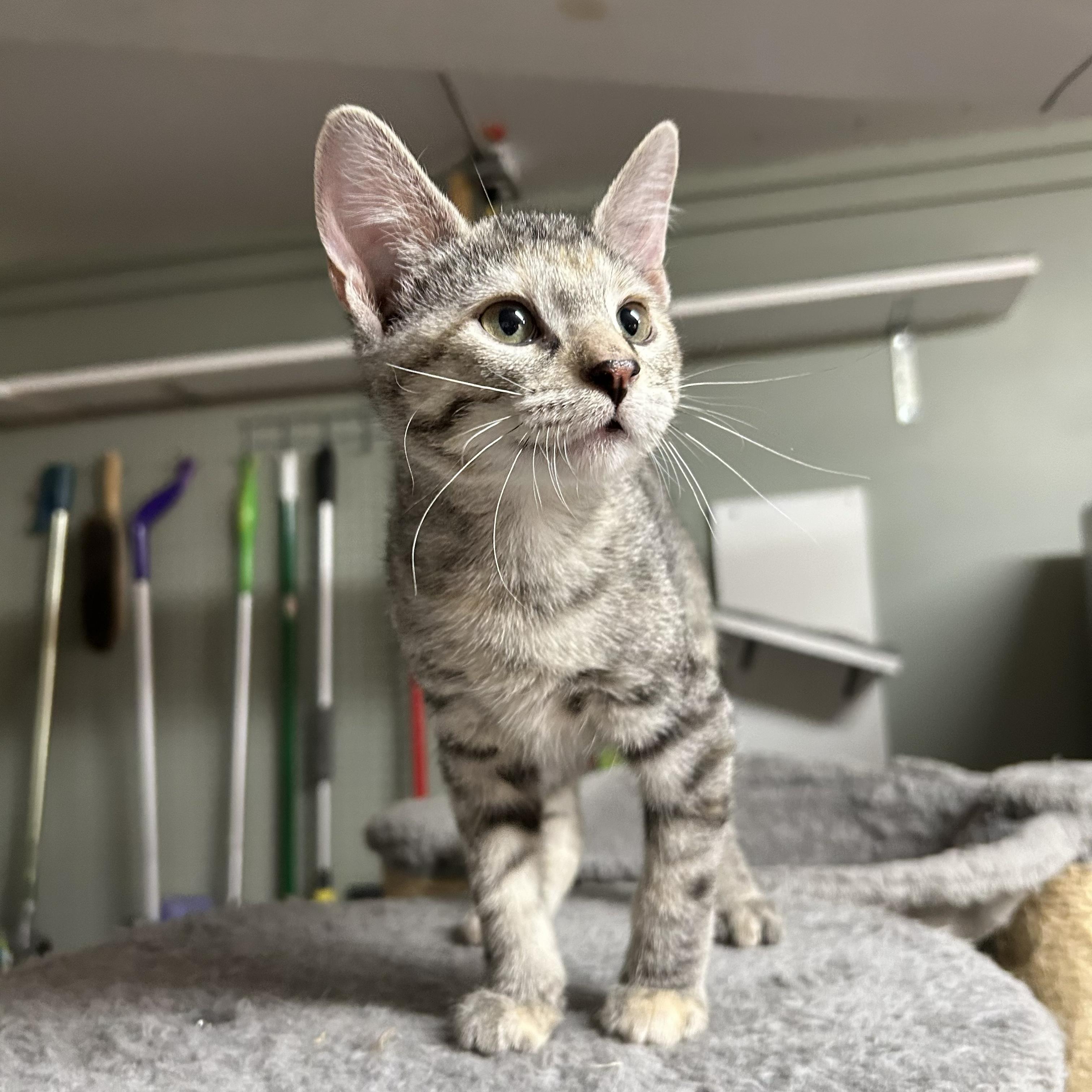 Sandy, an adopted Domestic Short Hair in Crestwood, MO image 6/6