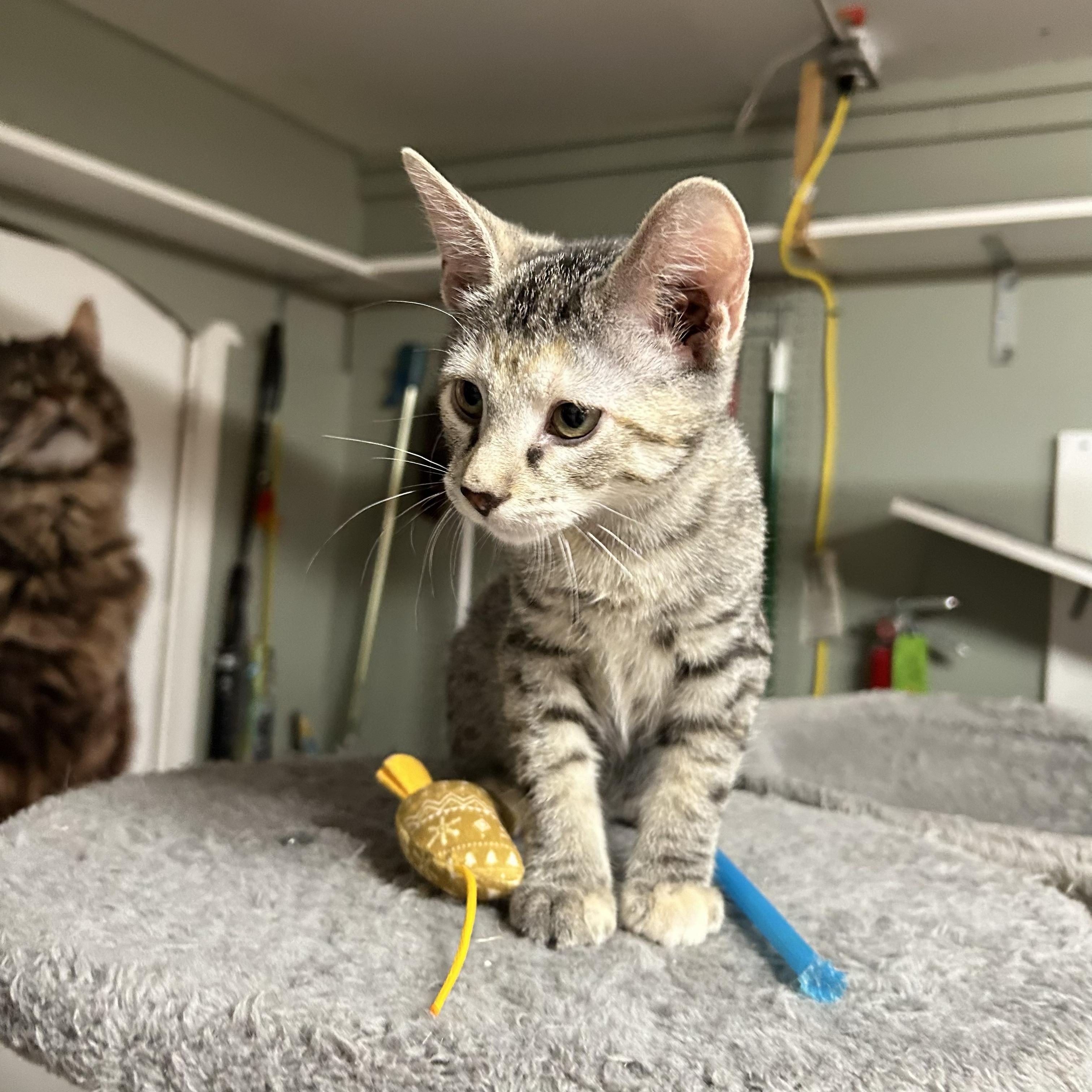 Sandy, an adopted Domestic Short Hair in Crestwood, MO image 3/6