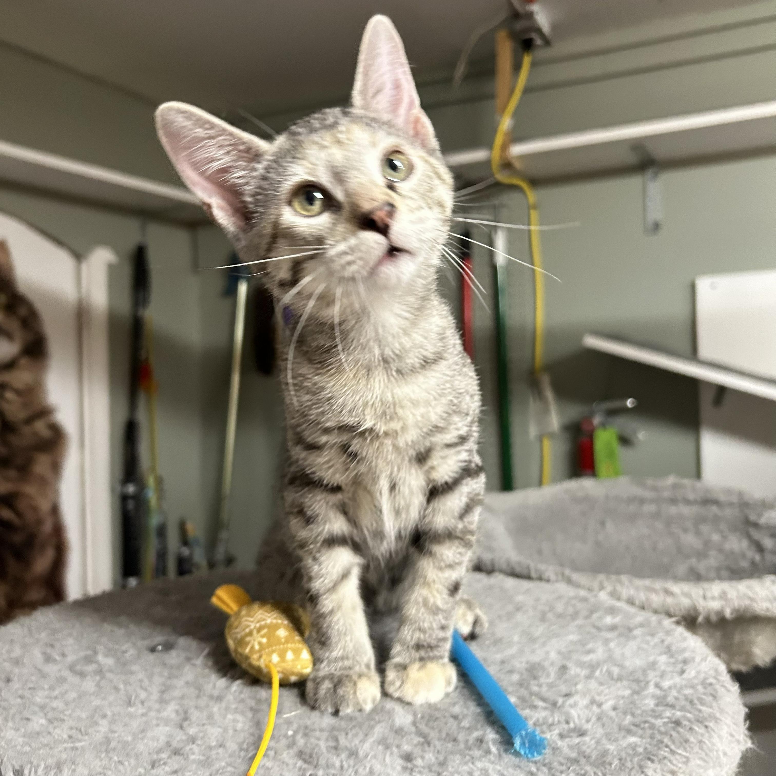 Sandy, an adopted Domestic Short Hair in Crestwood, MO image 5/6