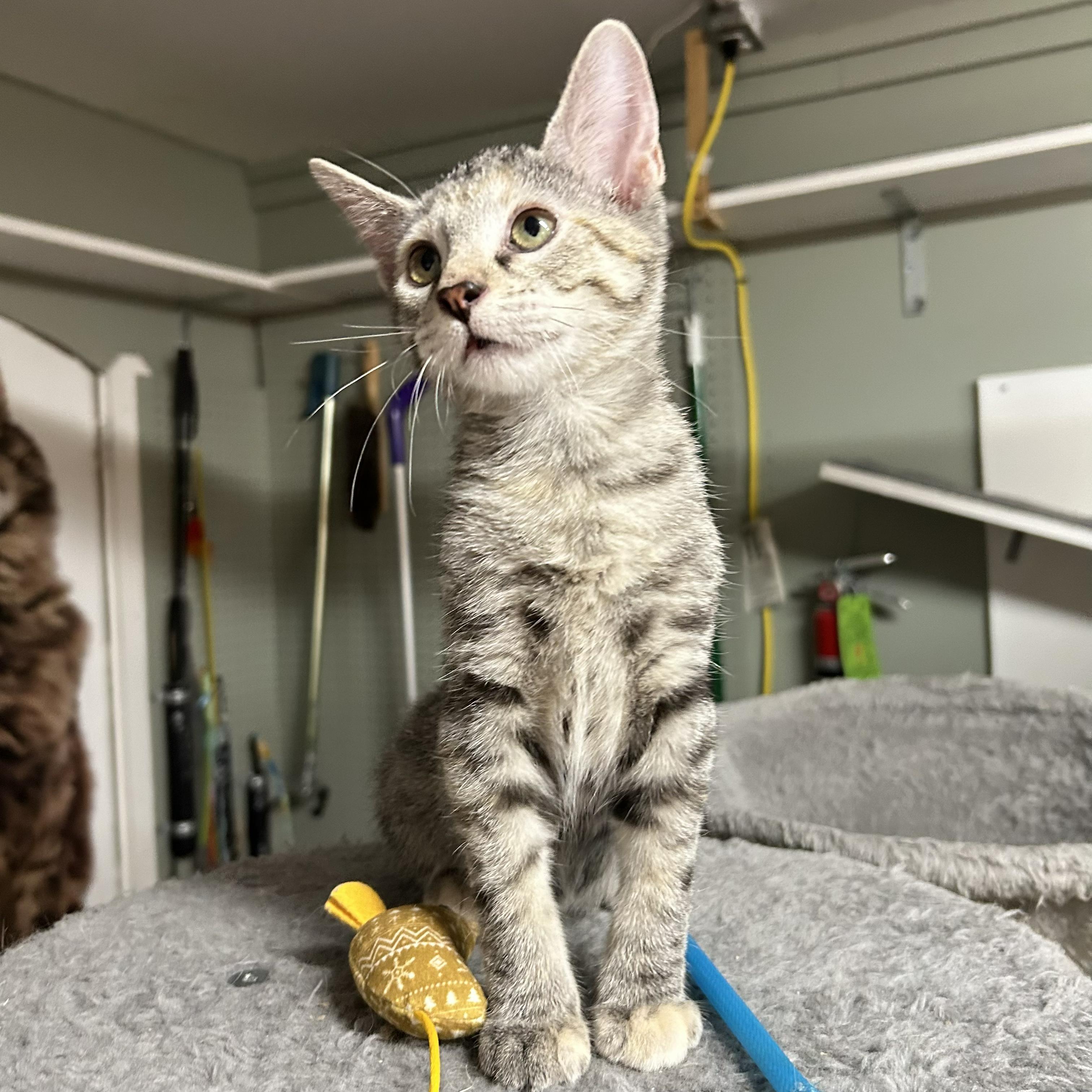 Sandy, an adopted Domestic Short Hair in Crestwood, MO image 2/6