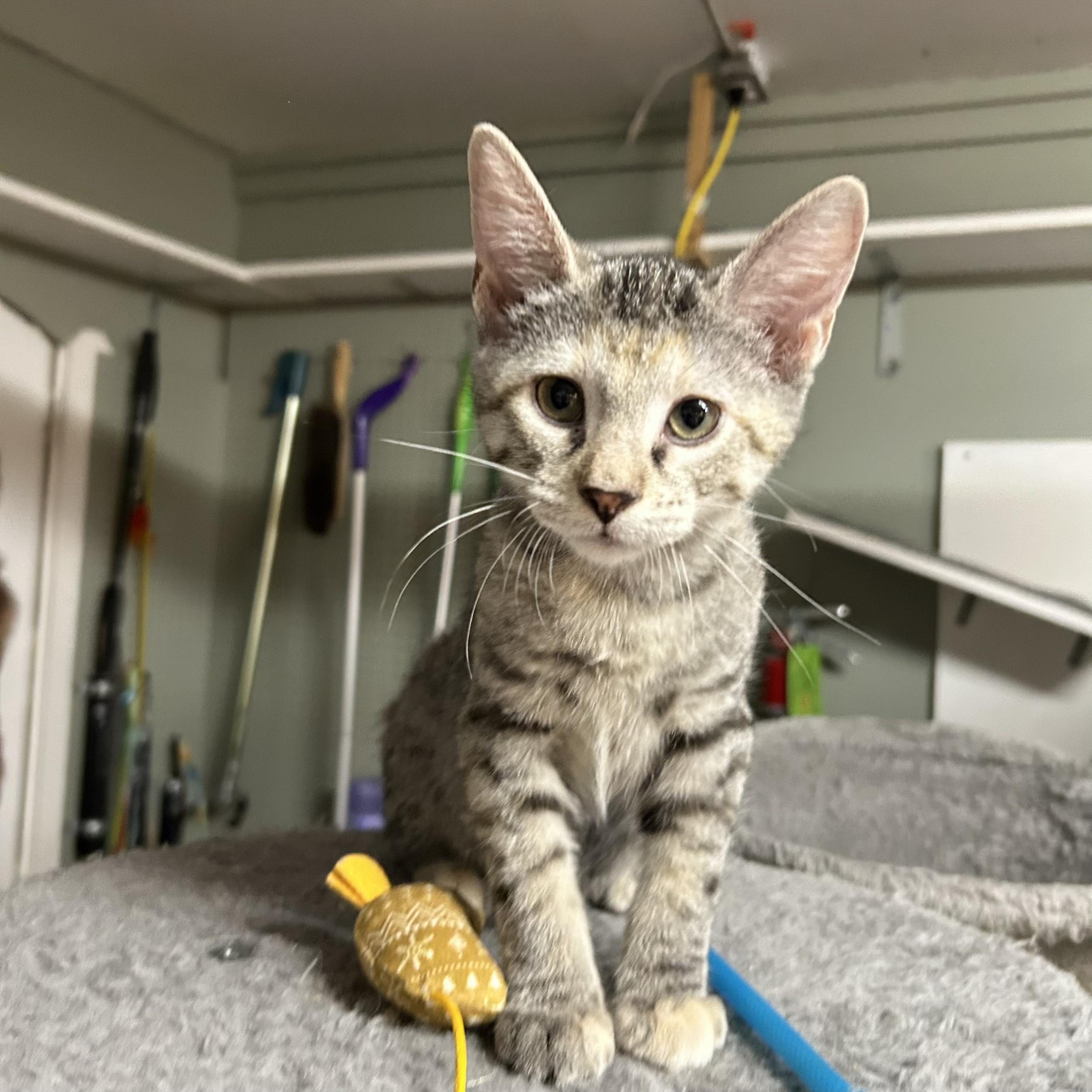 Sandy, an adopted Domestic Short Hair in Crestwood, MO image 4/6