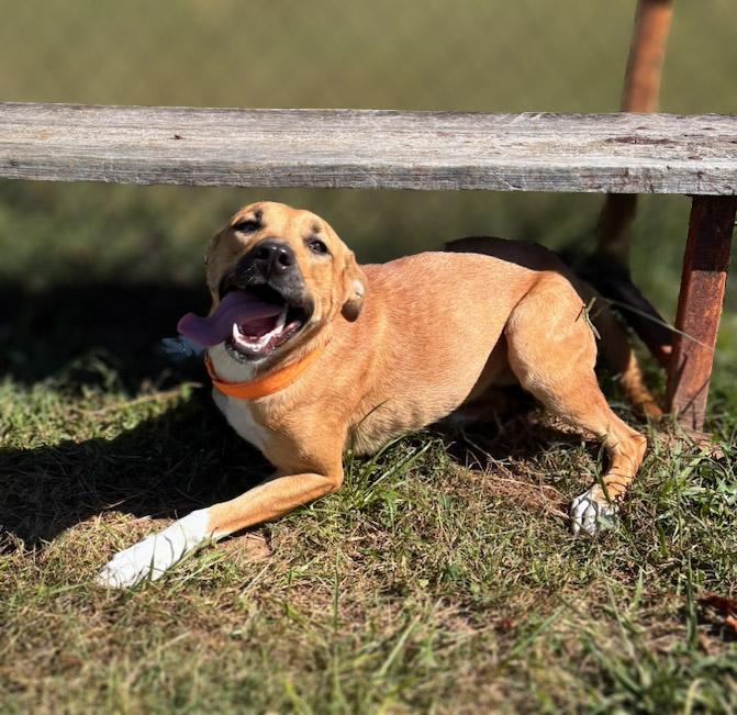 Enlarge Waffles, a Adoptable mixed breed in Lebanon, TN image 3/5
