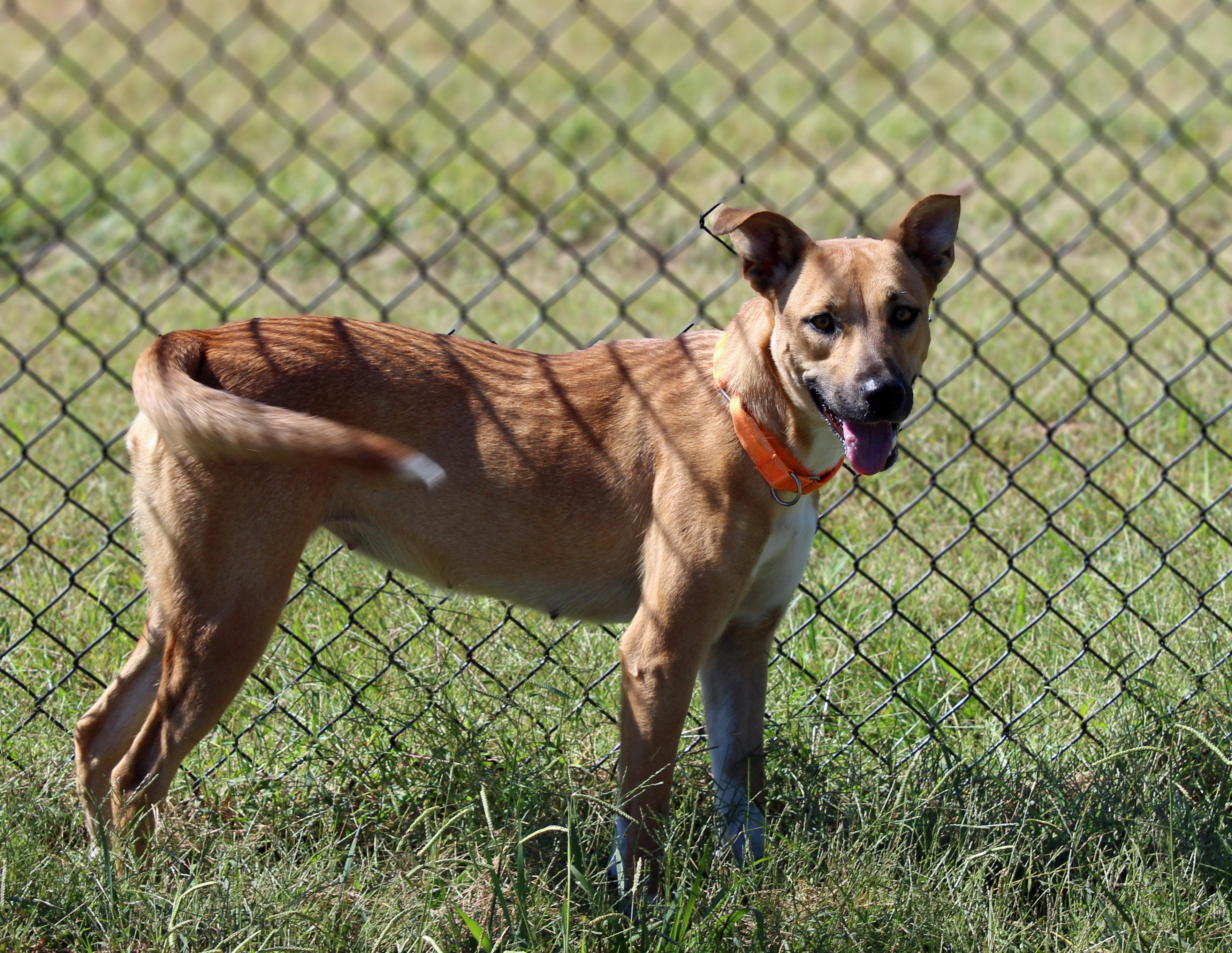 Enlarge Waffles, a Adoptable mixed breed in Lebanon, TN image 5/5