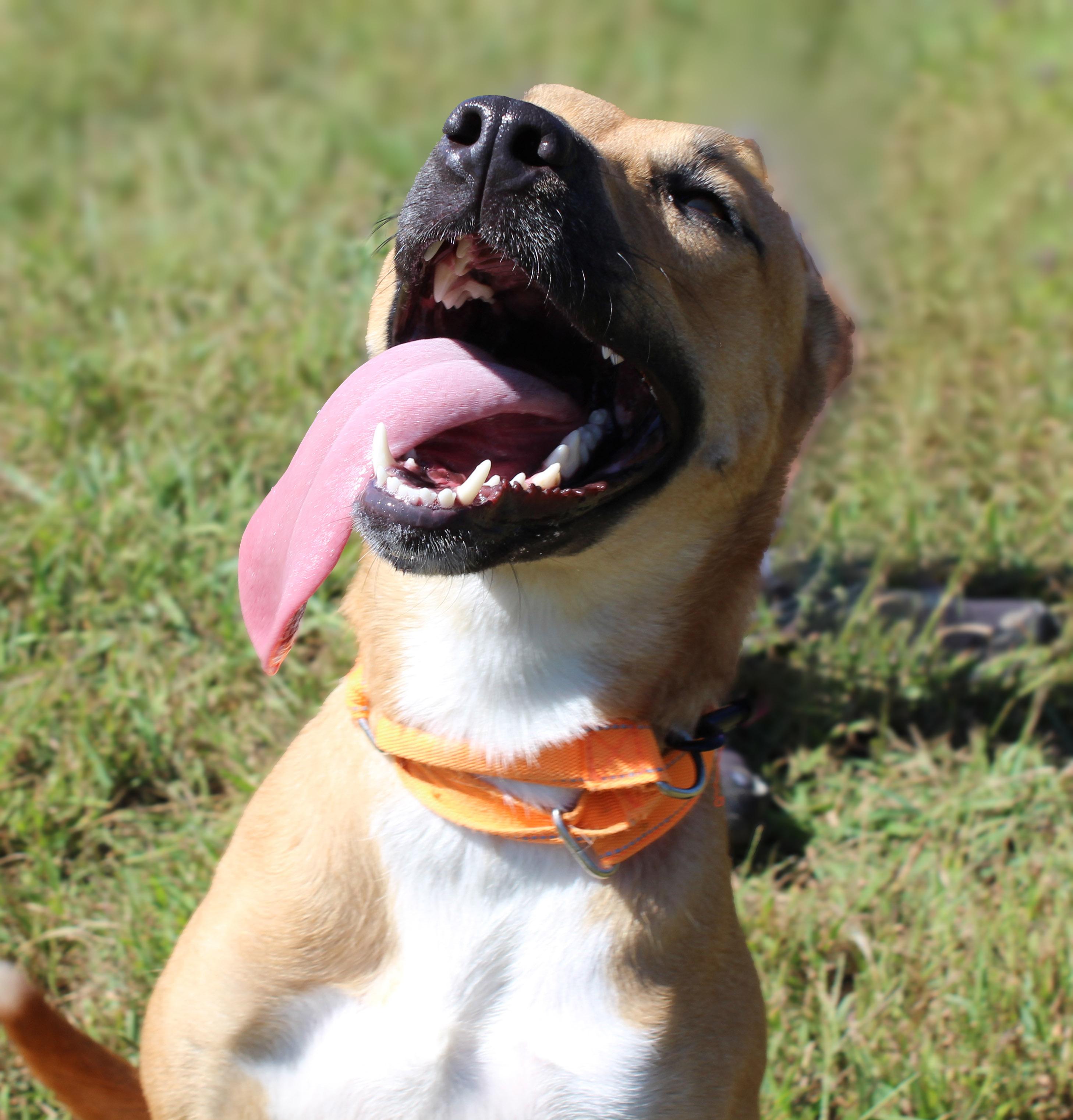 Enlarge Waffles, a Adoptable mixed breed in Lebanon, TN image 2/5