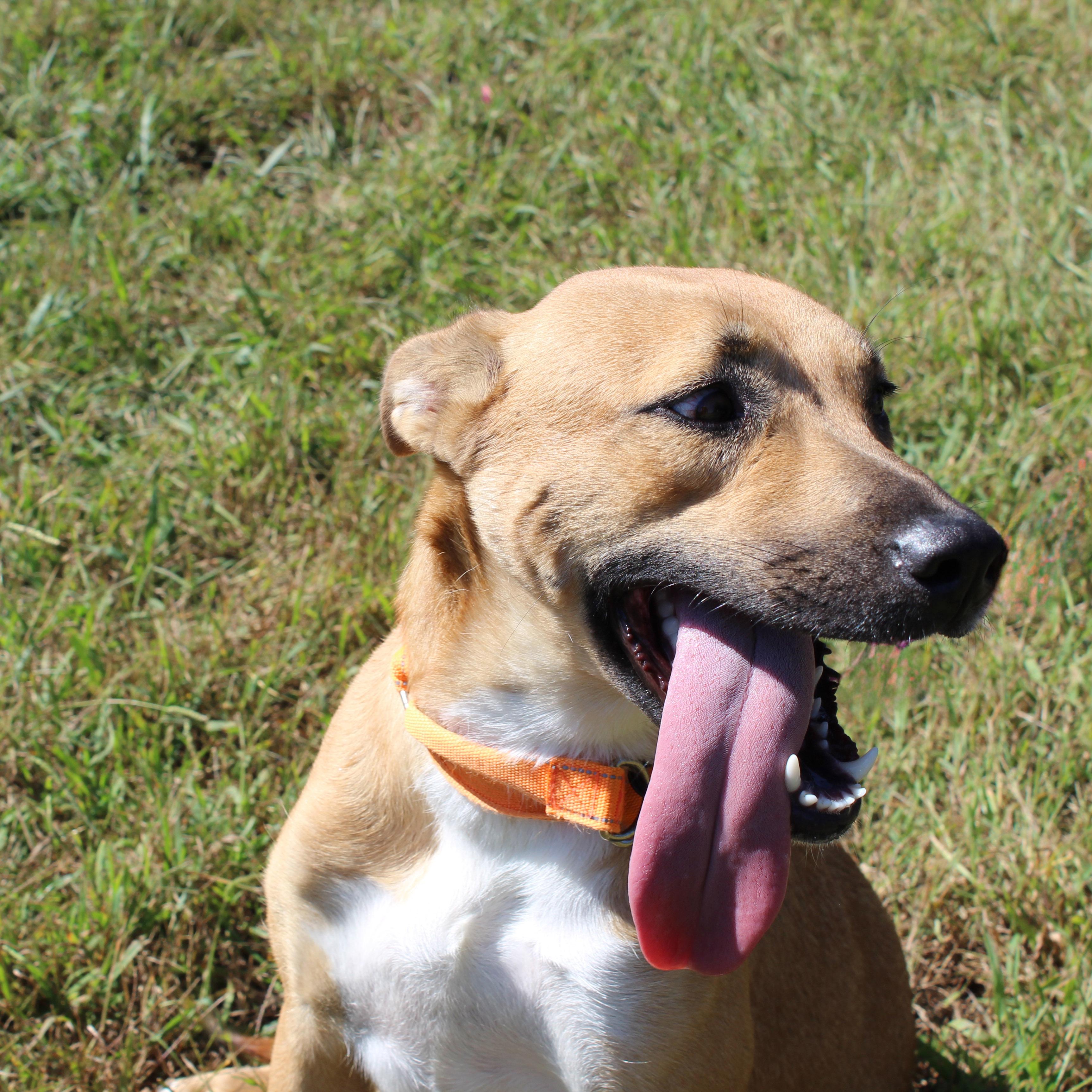 Enlarge Waffles, a Adoptable mixed breed in Lebanon, TN image 1/5