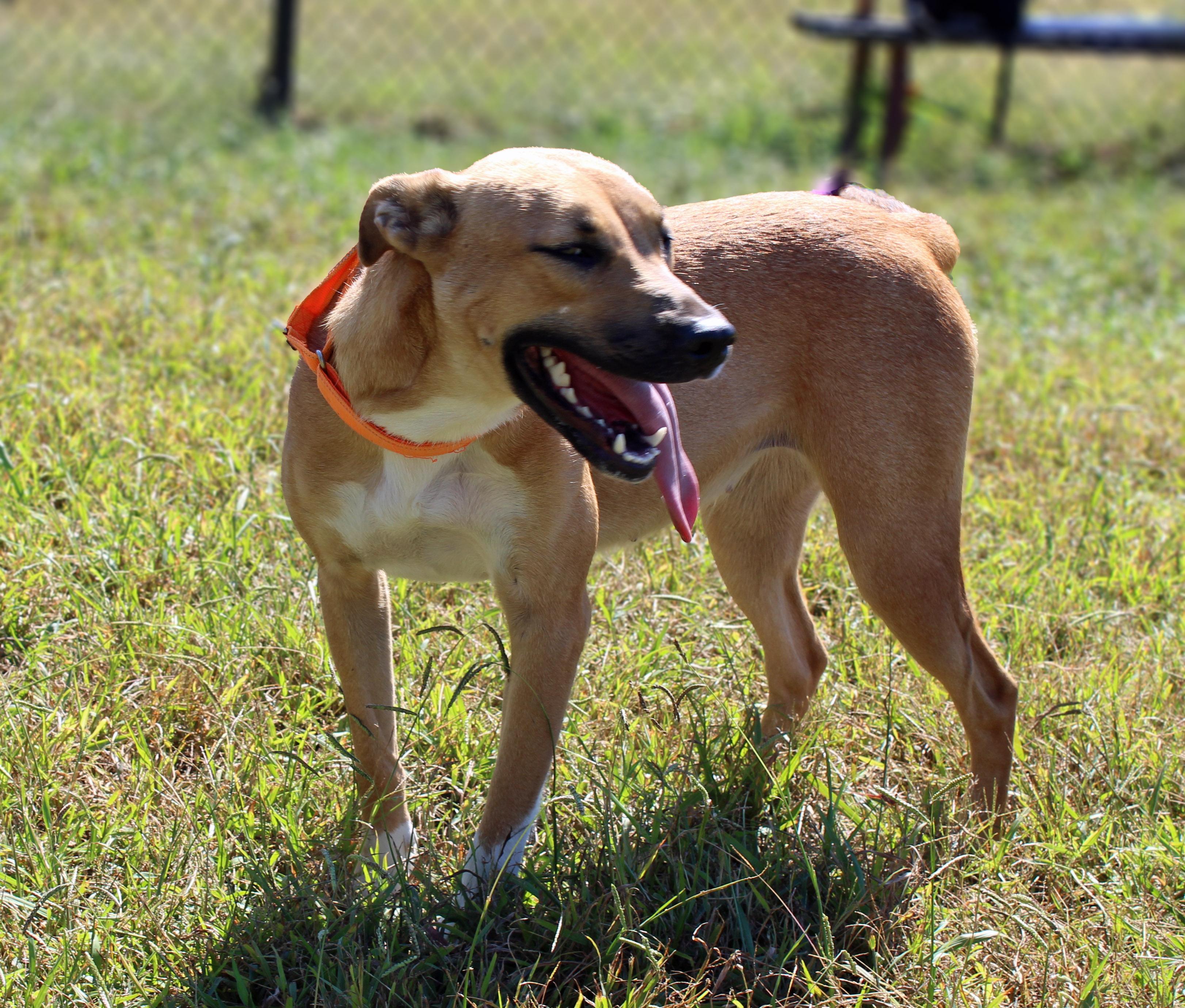 Enlarge Waffles, a Adoptable mixed breed in Lebanon, TN image 4/5