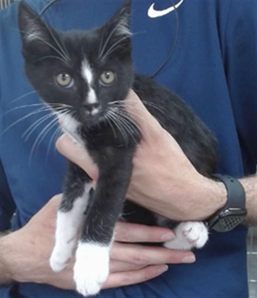 LEON, Adoptable, Kitten Male Domestic Short Hair.