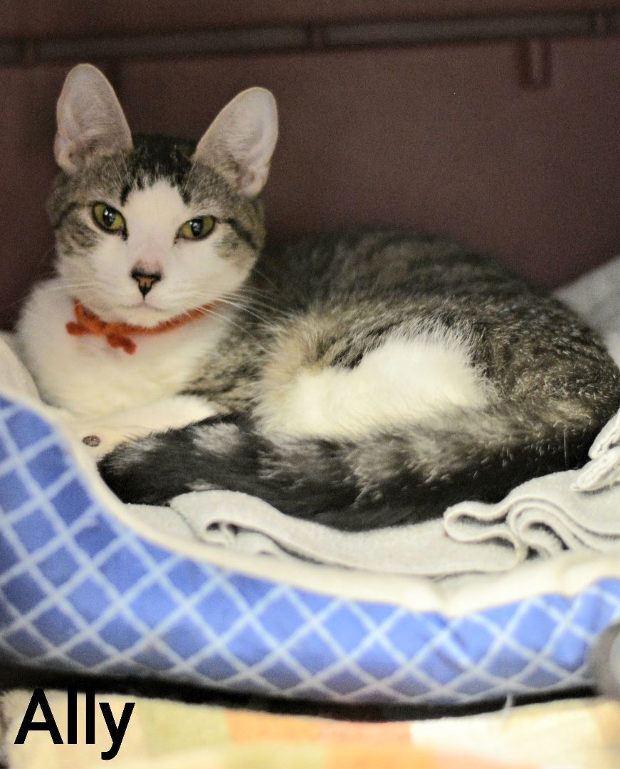 Enlarge Ally, a Adoptable mixed breed in Carneys Point, NJ image 1/2