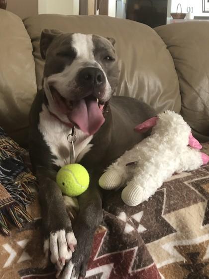 Pressure, Adoptable, Adult Female Mixed Breed & Mixed Breed.