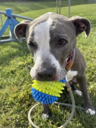 Enlarge Pressure, a Adoptable mixed breed in Fallston, MD image 2/2