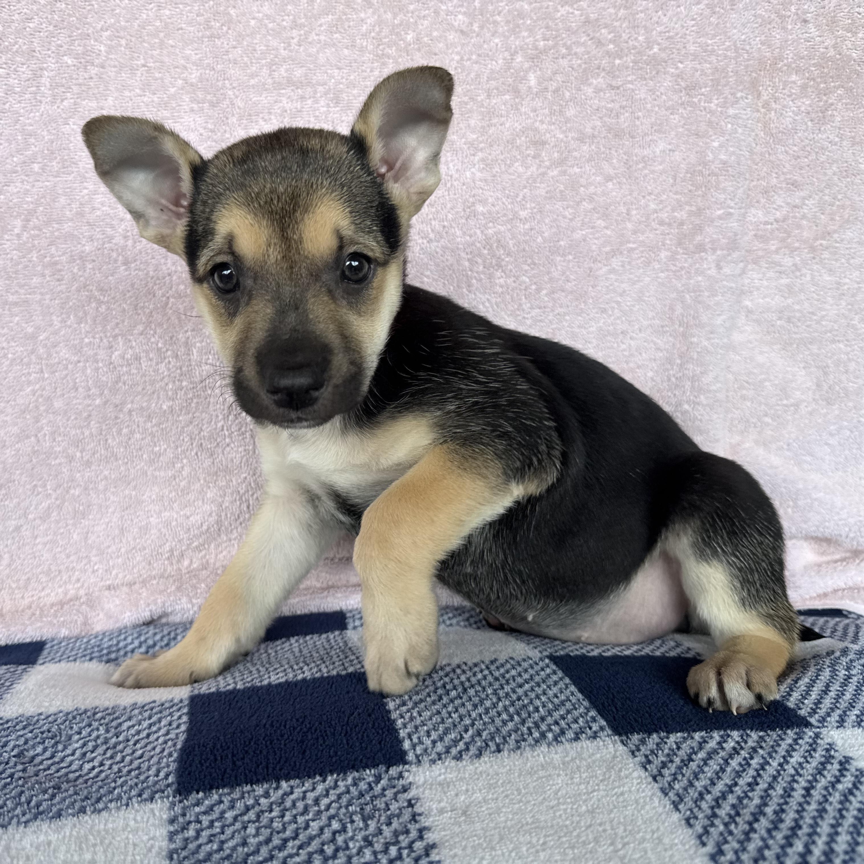 Enlarge Ember, a Adoptable mixed breed in Cypress, TX image 4/6