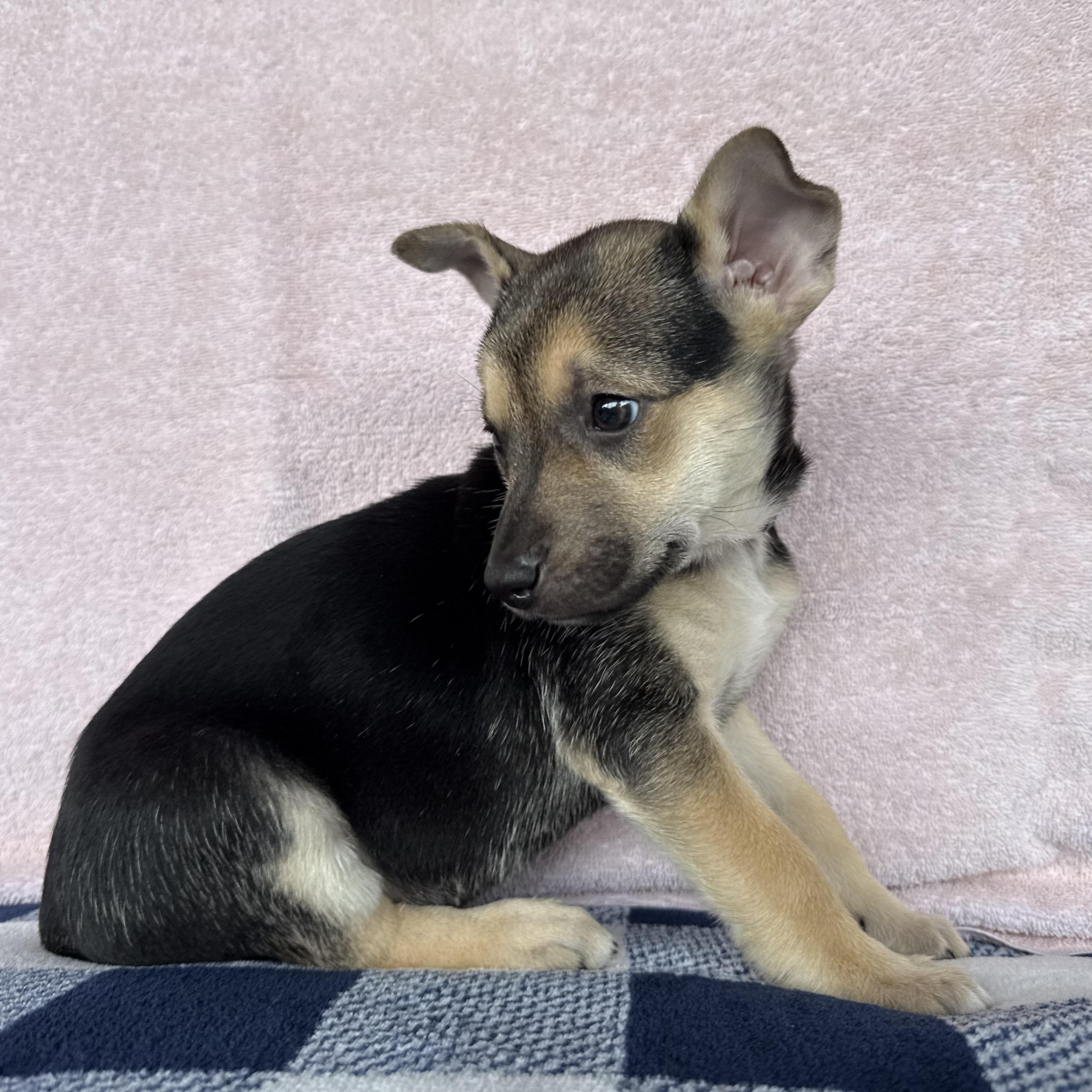 Enlarge Ember, a Adoptable mixed breed in Cypress, TX image 2/6