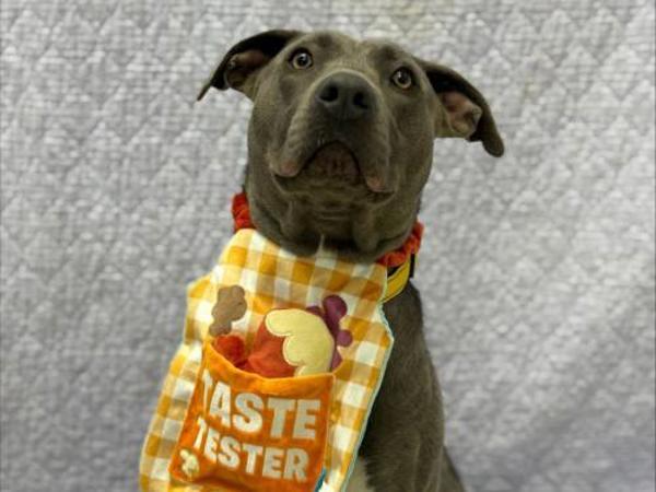 Sharona, a Adoptable mixed breed in Portland, OR image 1/3