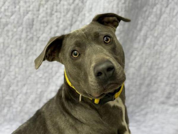 Sharona, a Adoptable mixed breed in Portland, OR image 2/3