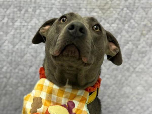 Sharona, a Adoptable mixed breed in Portland, OR image 3/3