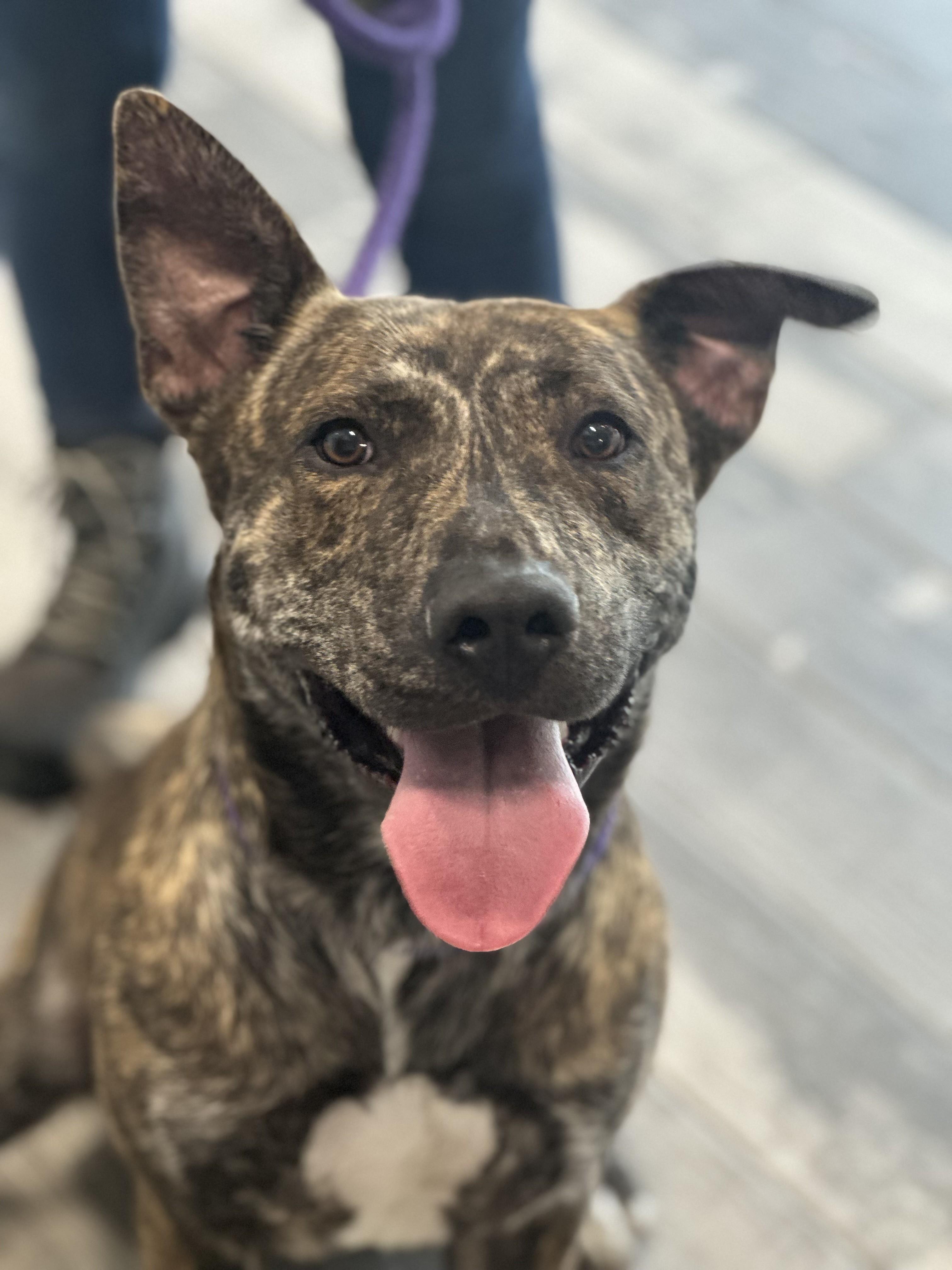 Enlarge Nano, a ADOPTABLE mixed breed in Stafford, VA image 1/1