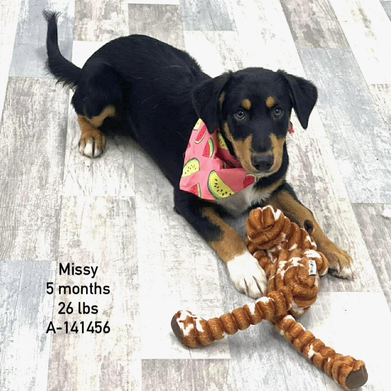 Missy - Local May 22-24, adoptable, Puppy Female Labrador Retriever.